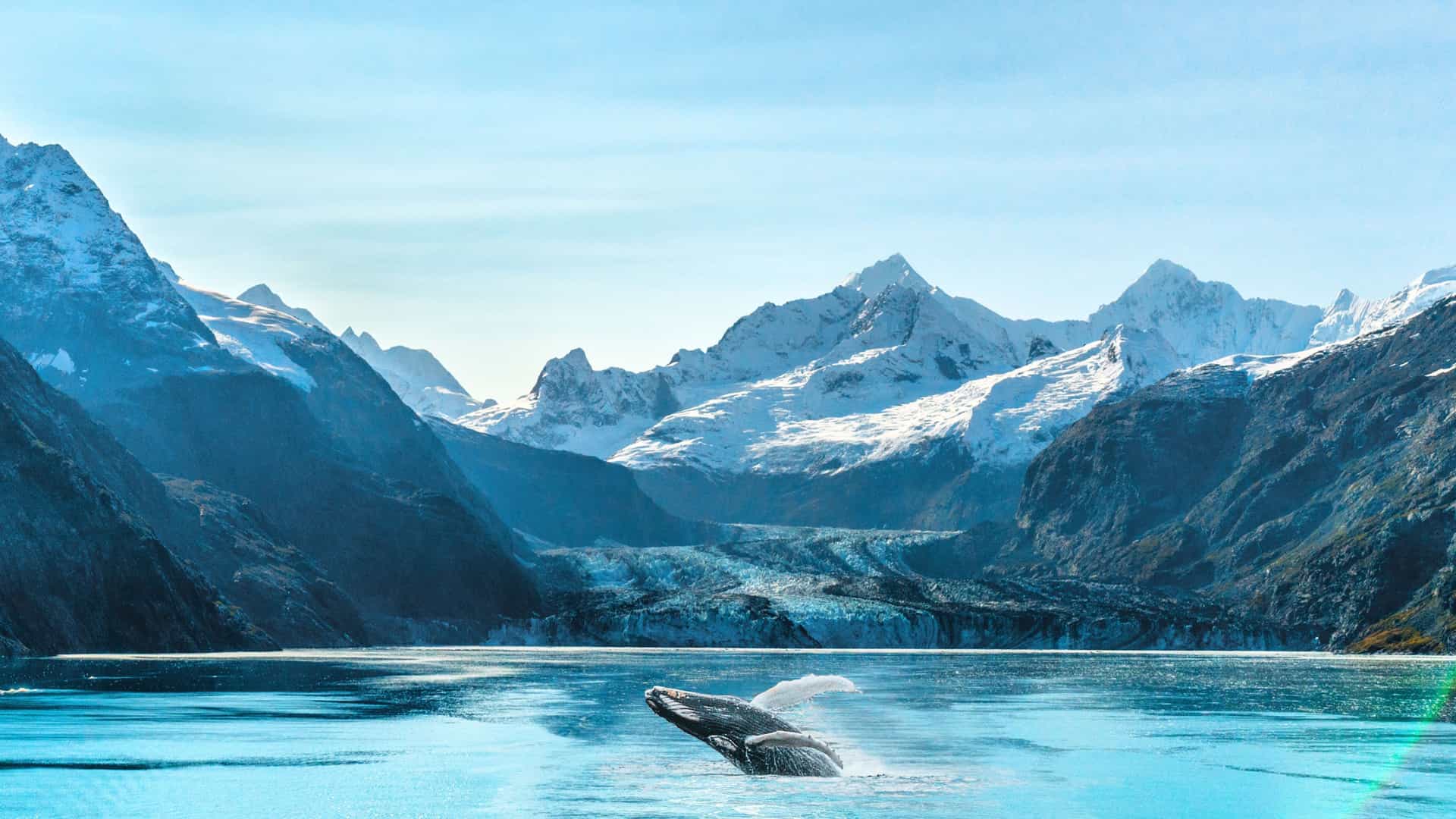 A humpback whale breaches the clear blue water in Glacier Bay, Alaska. The whale's body and fins are visible as it emerges from the water, creating a splash. In the background, majestic snow-capped mountains and a large glacier rise from the water's edge under a clear, bright sky. The image captures a classic whale-watching moment in the scenic, icy environment of the Alaska region.