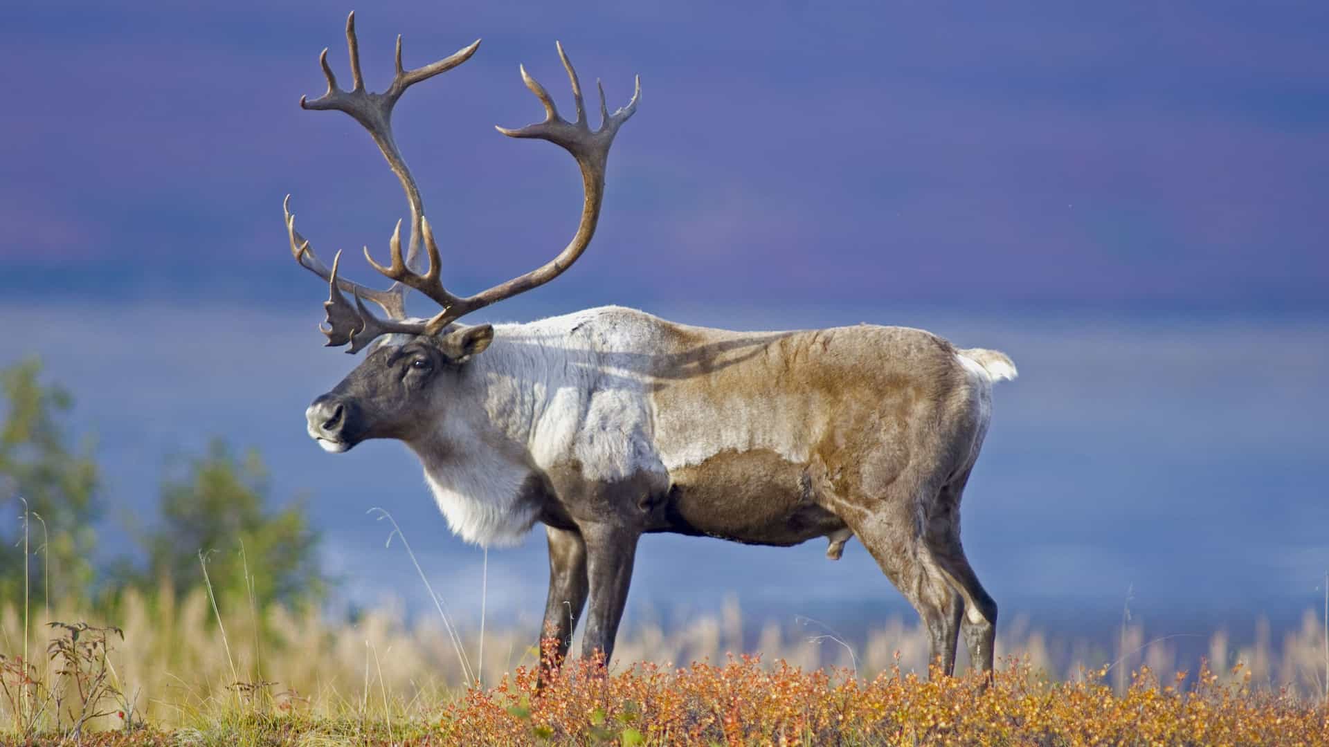 A magnificent caribou, with large, impressive antlers, stands on a grassy hill in Denali National Park, Alaska. The caribou's coat is a mix of brown and white. The ground is covered with low, colorful plants in hues of red and orange. In the blurred background, a body of water and a purple mountain are visible under a clear sky. The image captures the unique wildlife and autumn landscape of the Alaskan wilderness.