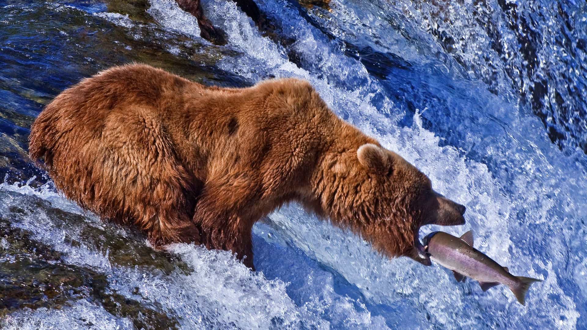 A large, brown grizzly bear stands at the top of a waterfall in Alaska, with a freshly caught salmon in its mouth. The bear's fur is wet, and its eyes are focused on its prey. Water rushes down the cascade, creating white foam and splashes. The scene depicts a classic example of wildlife behavior during the salmon run in the rivers of the Alaskan region.