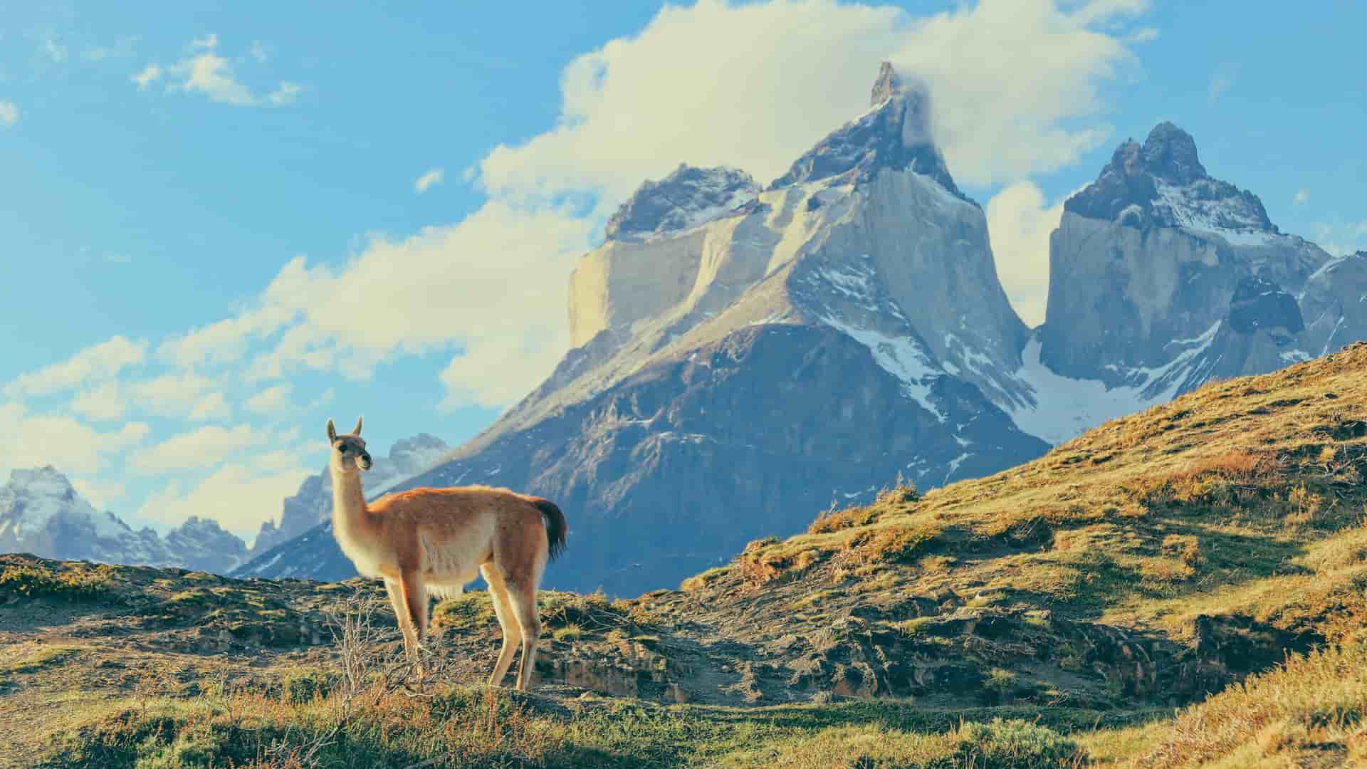 A llama in front of Patagonian mountains.