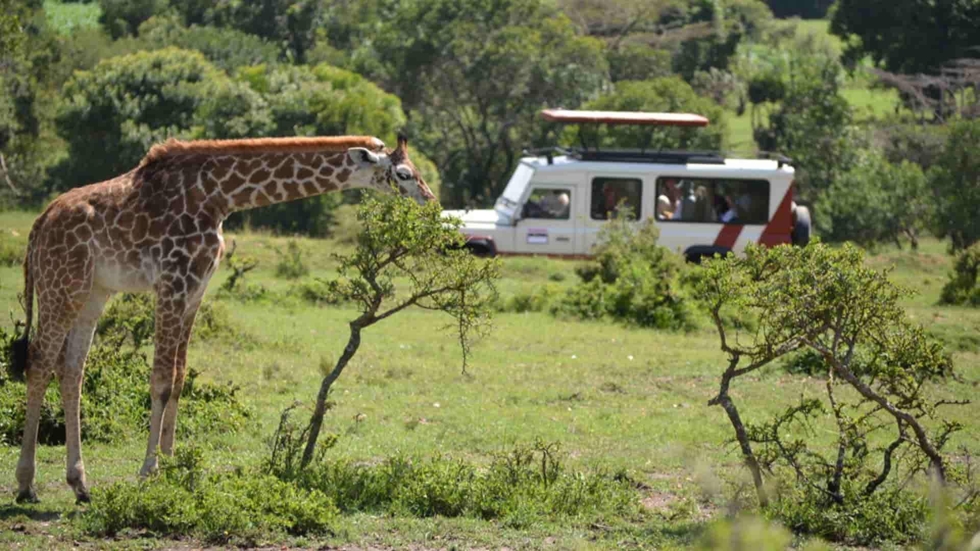 A giraffe eats leaves from a low tree on a grassy plain as a white safari vehicle carrying tourists looks on in the background.