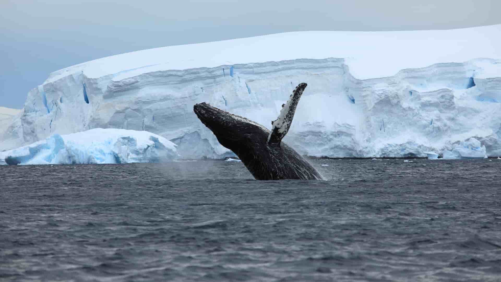 Humpback whale breaching in Antarctic waters with massive blue ice shelf in background during whale-watching season.