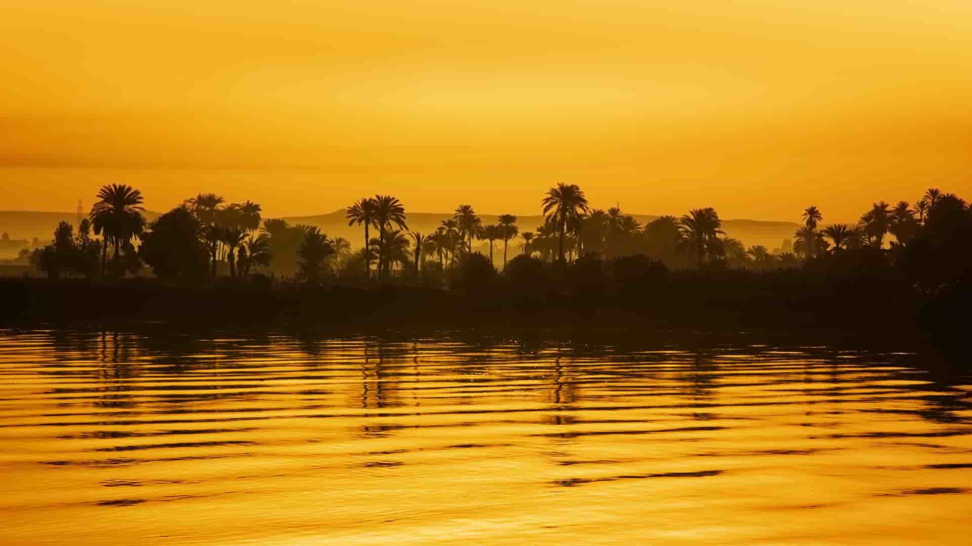 A panoramic shot of palm trees along the Nile river during the golden sunset.