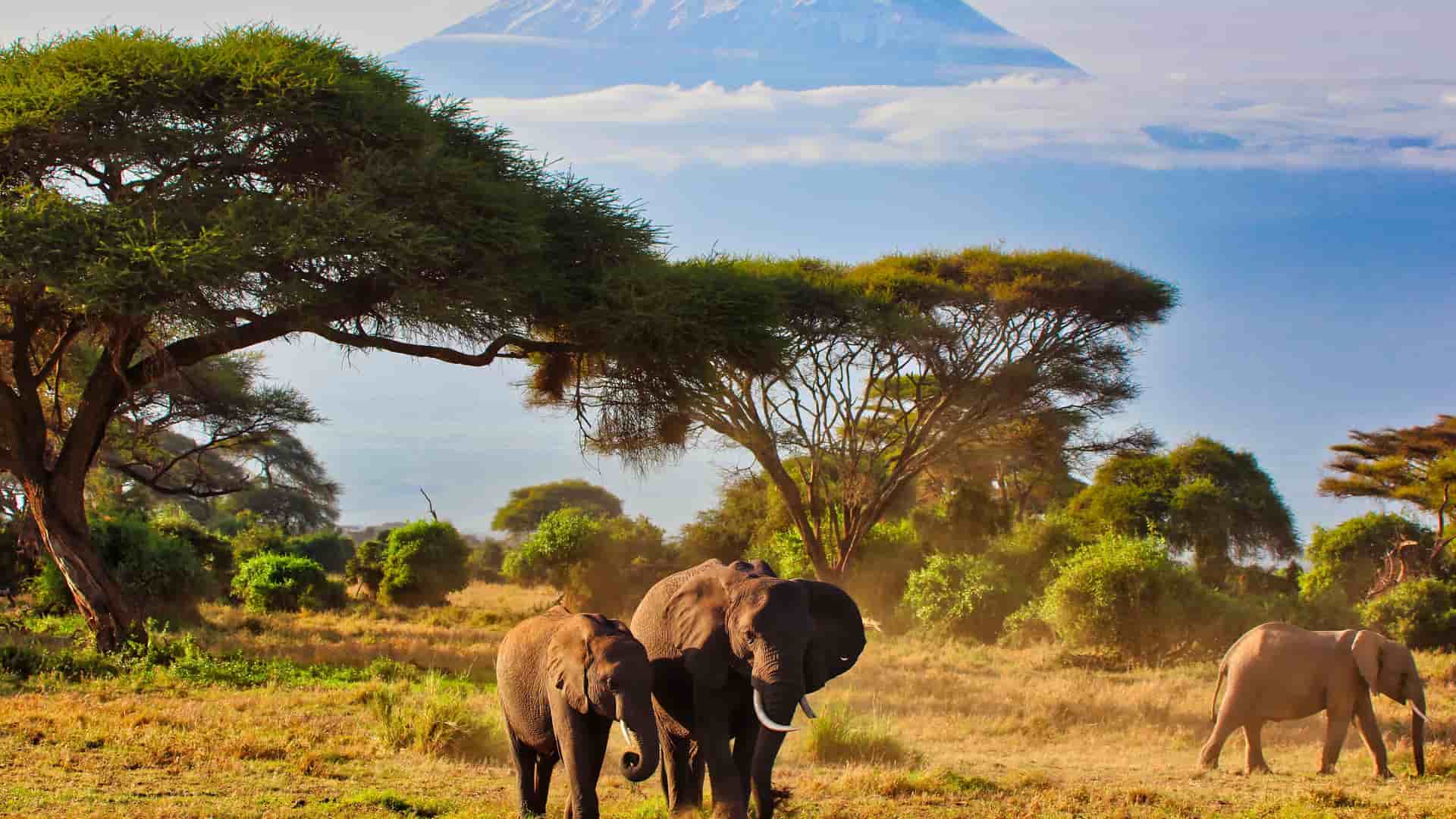 A small herd of African elephants stands in the dry, grassy savannah of Amboseli National Park, Kenya. The majestic, snow-capped peak of Mount Kilimanjaro rises above the clouds in the background under a clear blue sky, with flat-topped acacia trees scattered across the landscape.