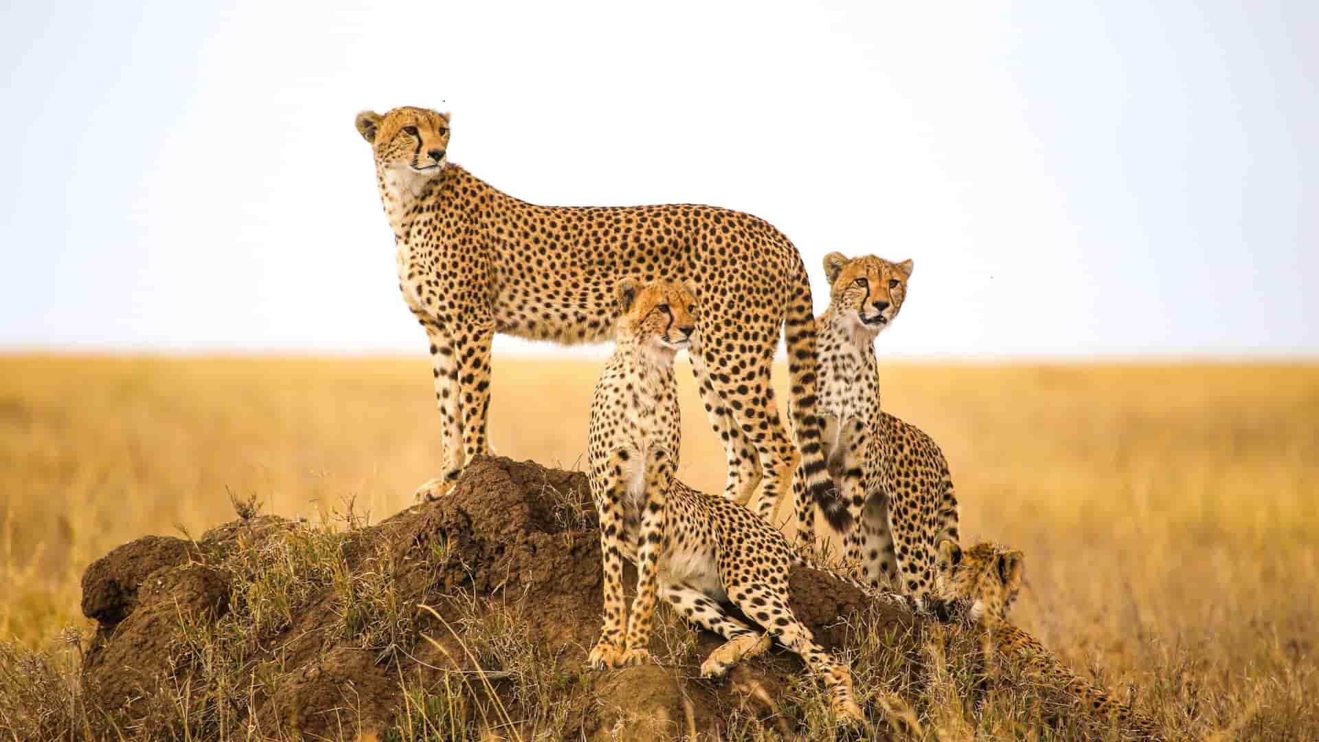 A beautiful family of five cheetahs, with a mother and her cubs, standing on a grassy mound in the Serengeti National Park, near Arusha, Tanzania.