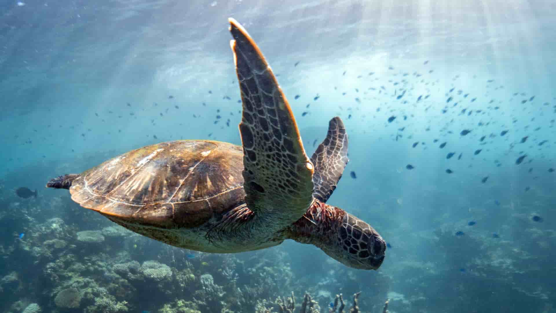 A large sea turtle gracefully swimming in the clear blue water of the Great Barrier Reef off the Australian coast, with small fish and coral in the background.