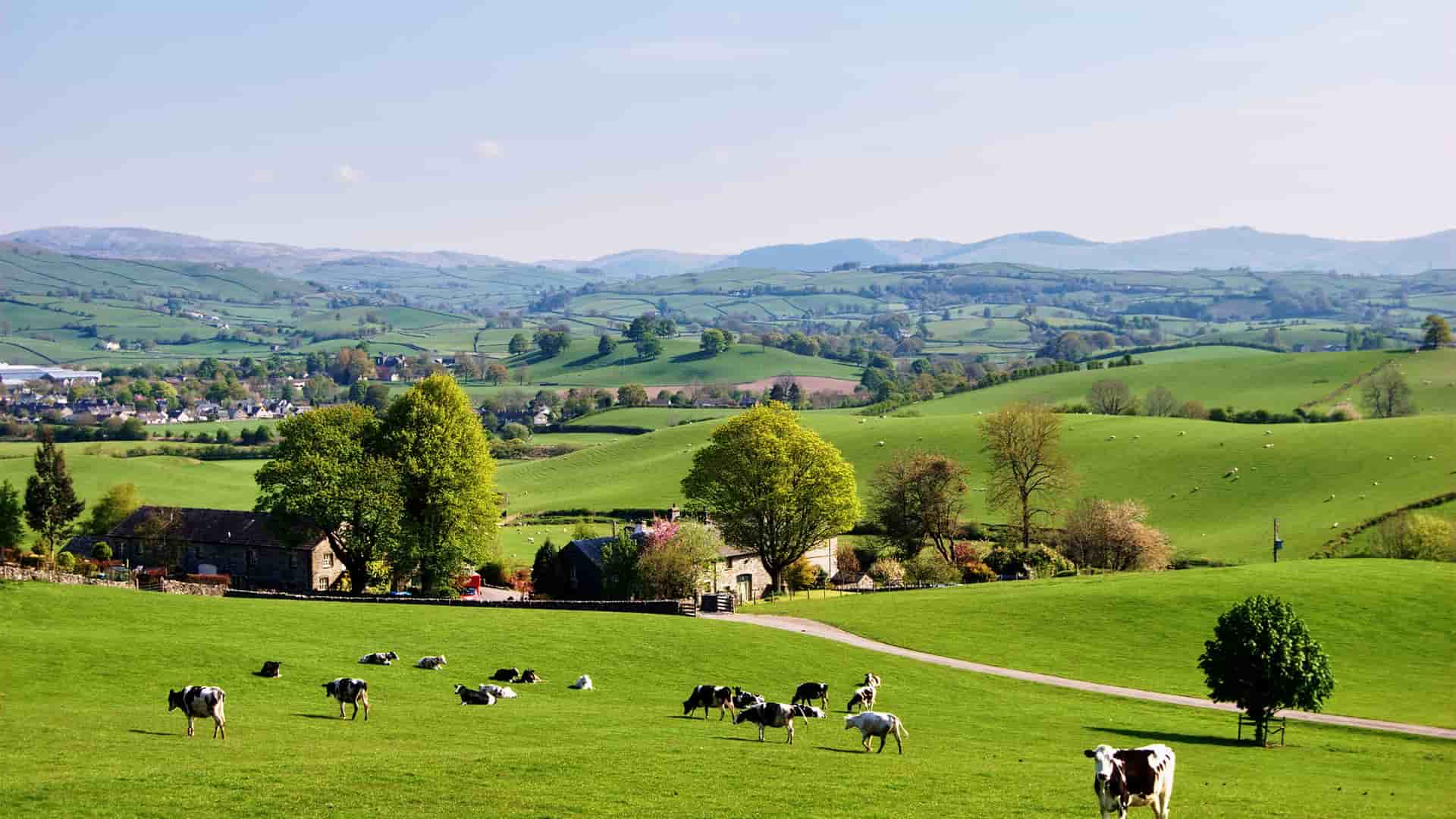 "A beautiful rural landscape of rolling green hills and pastures with a small group of black and white cows grazing in the foreground, with distant houses and hills under a clear blue sky in Cowes, England. "