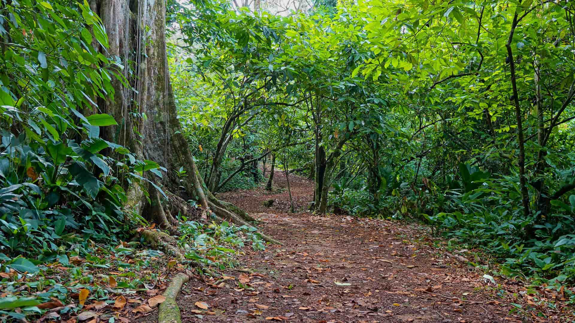 A serene hiking path winds through a dense, lush green jungle with a towering tree on the left, capturing the essence of an adventure in nature.