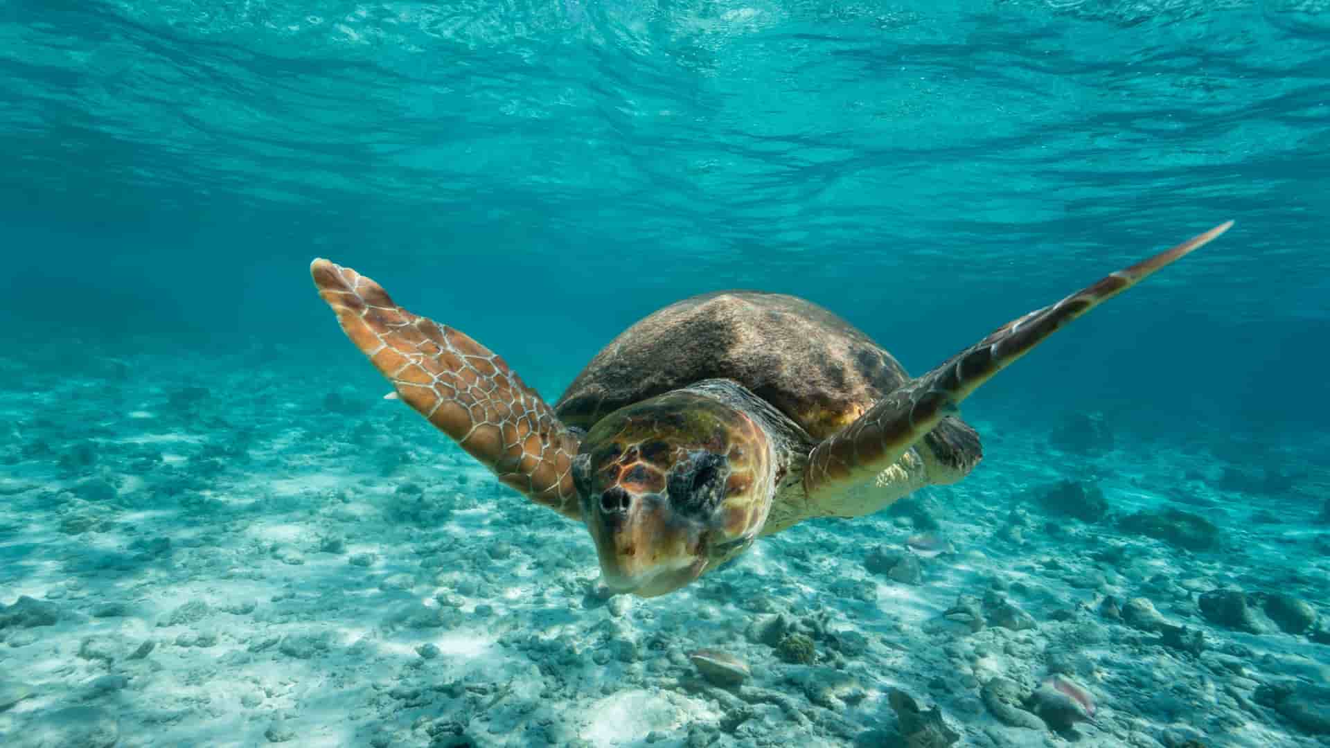 A beautiful sea turtle gracefully swimming over a sandy seabed, its flippers extended, in the clear turquoise waters off the coast of Harvest Caye, Belize.