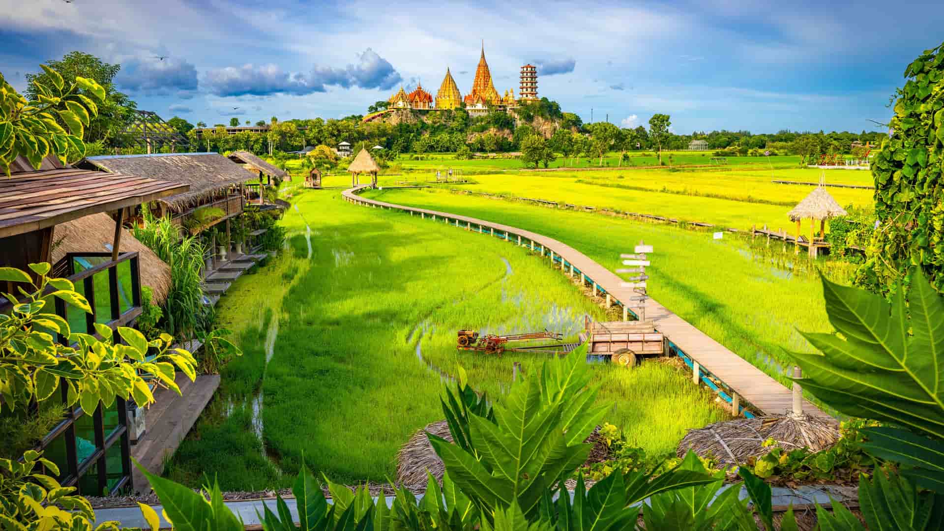 "A scenic landscape of lush green rice paddies in Kanchanaburi, Thailand, with a raised wooden walkway leading towards the majestic Tiger Cave Temple, or Wat Tham Suea, on a hill in the background.  "