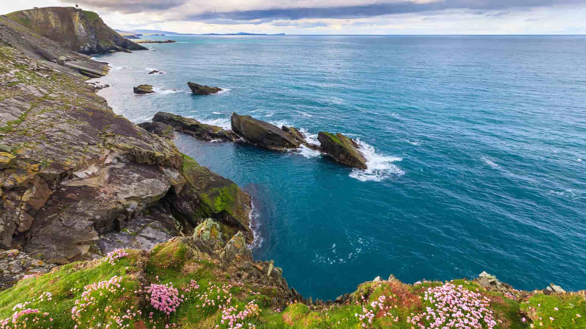 A high-angle view of the dramatic, rocky coastline of the Shetland Islands, with waves crashing against sea stacks and a cliffside covered in pink flowers overlooking the deep blue sea under a cloudy sky.