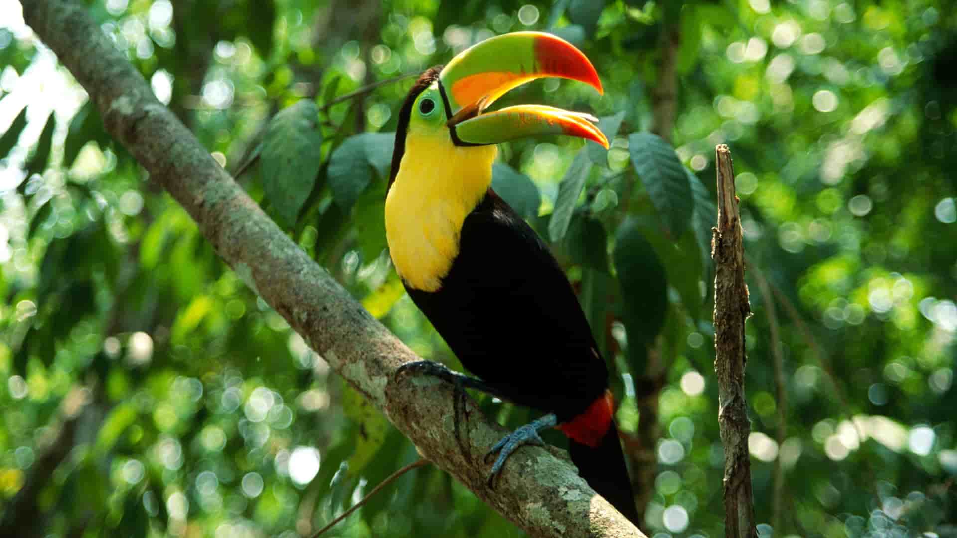 "A stunning toucan with its beak open, perched on a branch in the lush rainforest of Manuel Antonio National Park in Costa Rica.  "