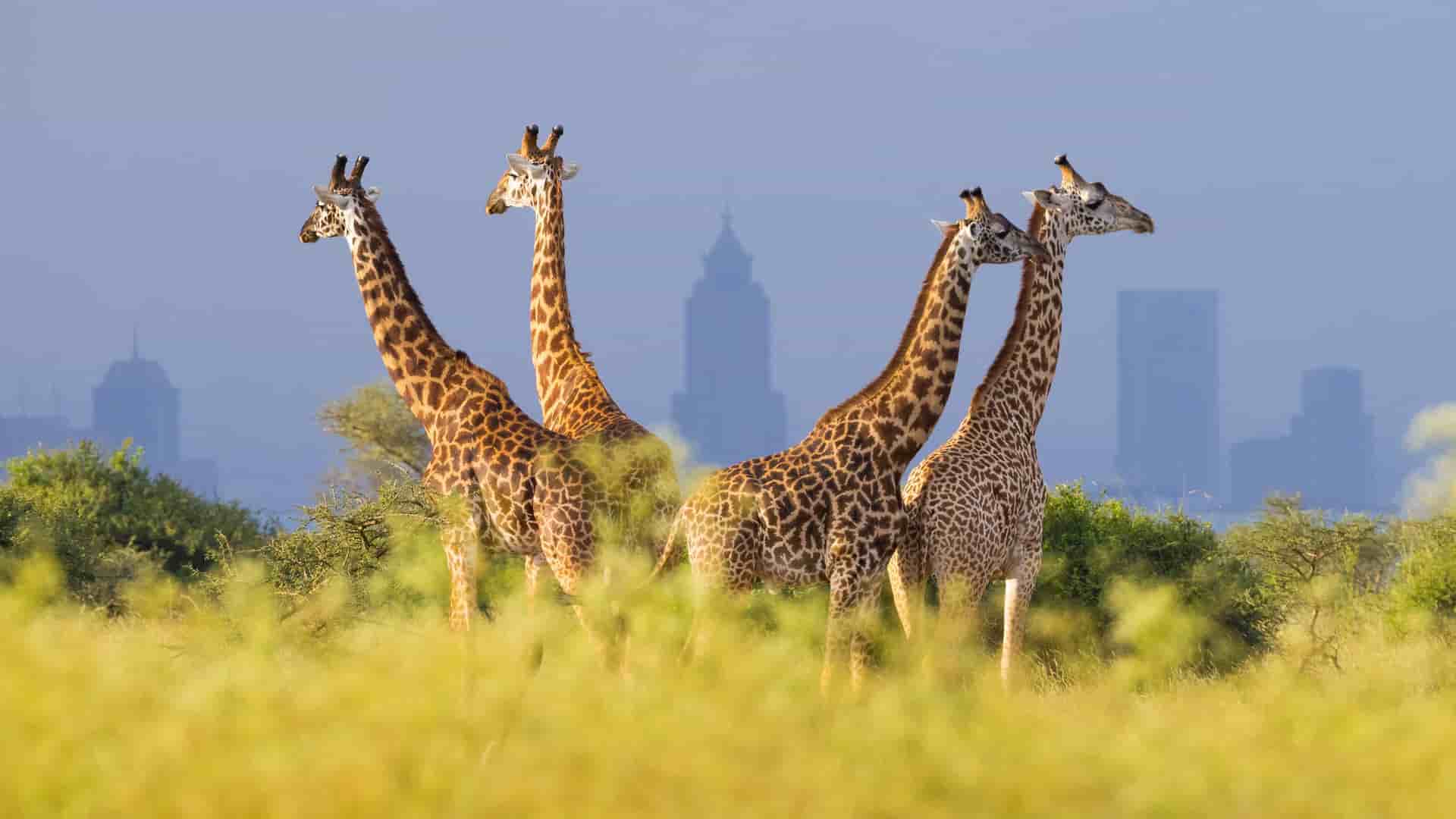 "A unique scene of a group of giraffes in a field of tall grass with the modern city skyline of Nairobi, Kenya, in the hazy background.  "