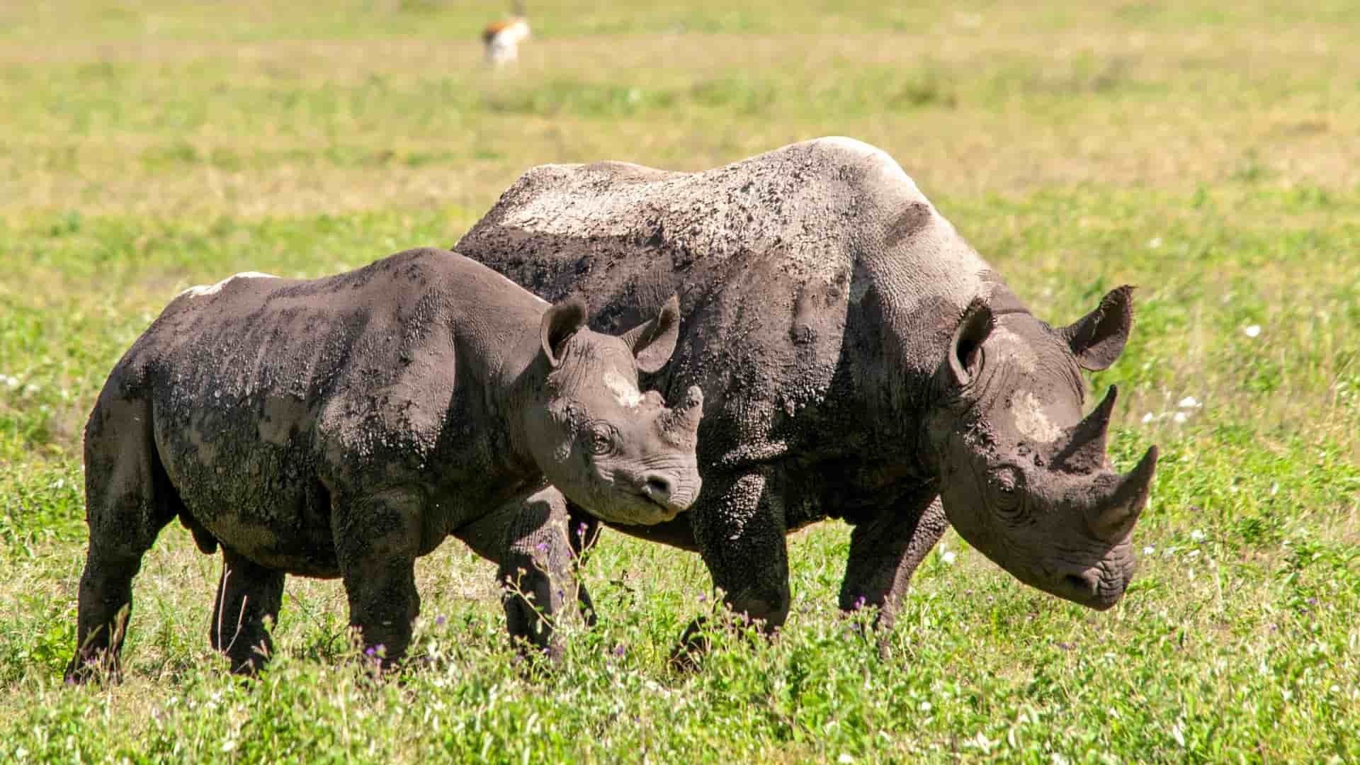 A pair of endangered black rhinoceros, a mother and her calf, grazing together on the grassy plains of the Ngorongoro Crater, Tanzania.