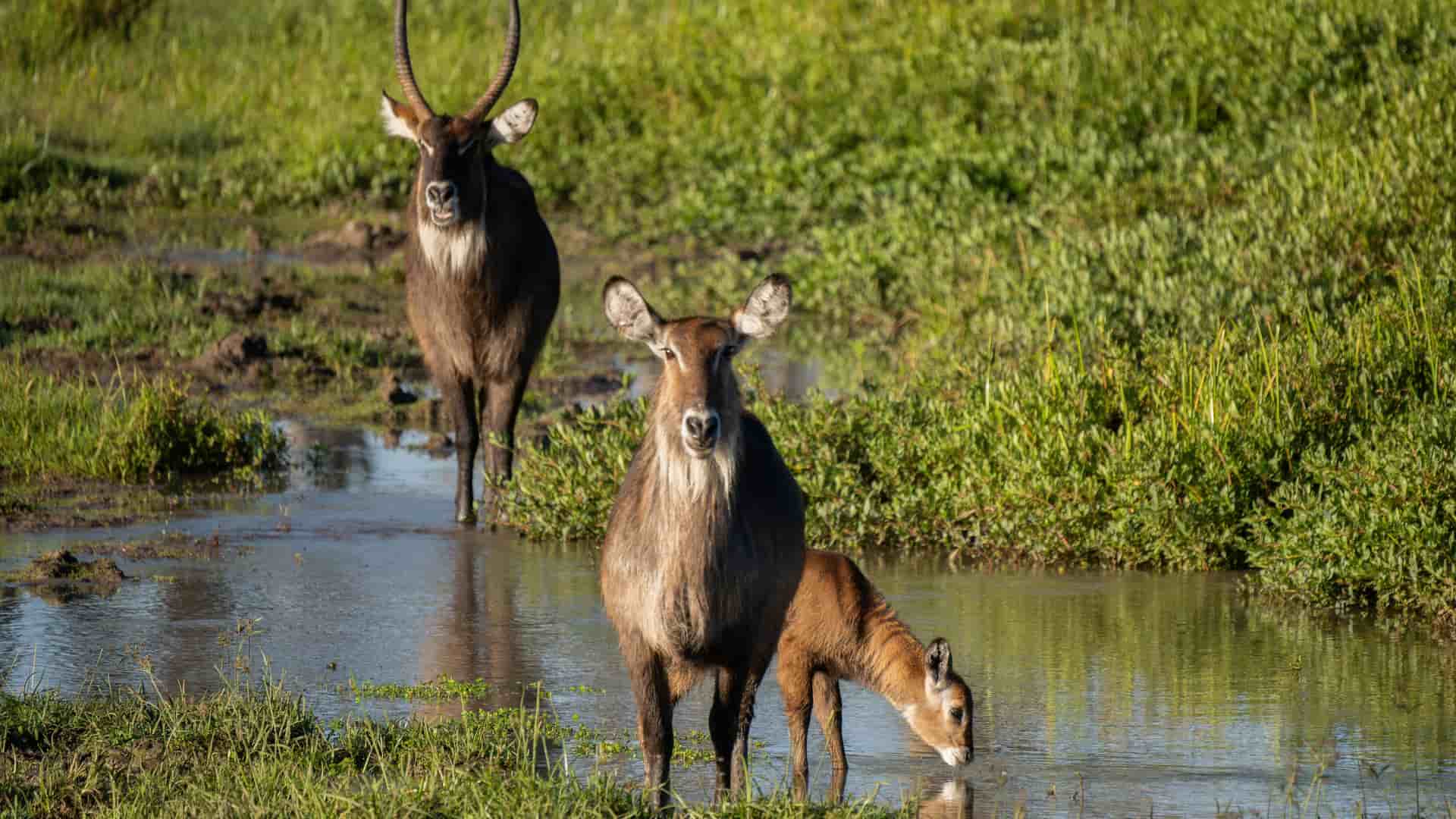 "A wildlife shot of three waterbuck, an adult male, a female, and a calf, standing in a muddy stream in Solio Game Reserve, a popular attraction near Nyeri, Kenya.  "