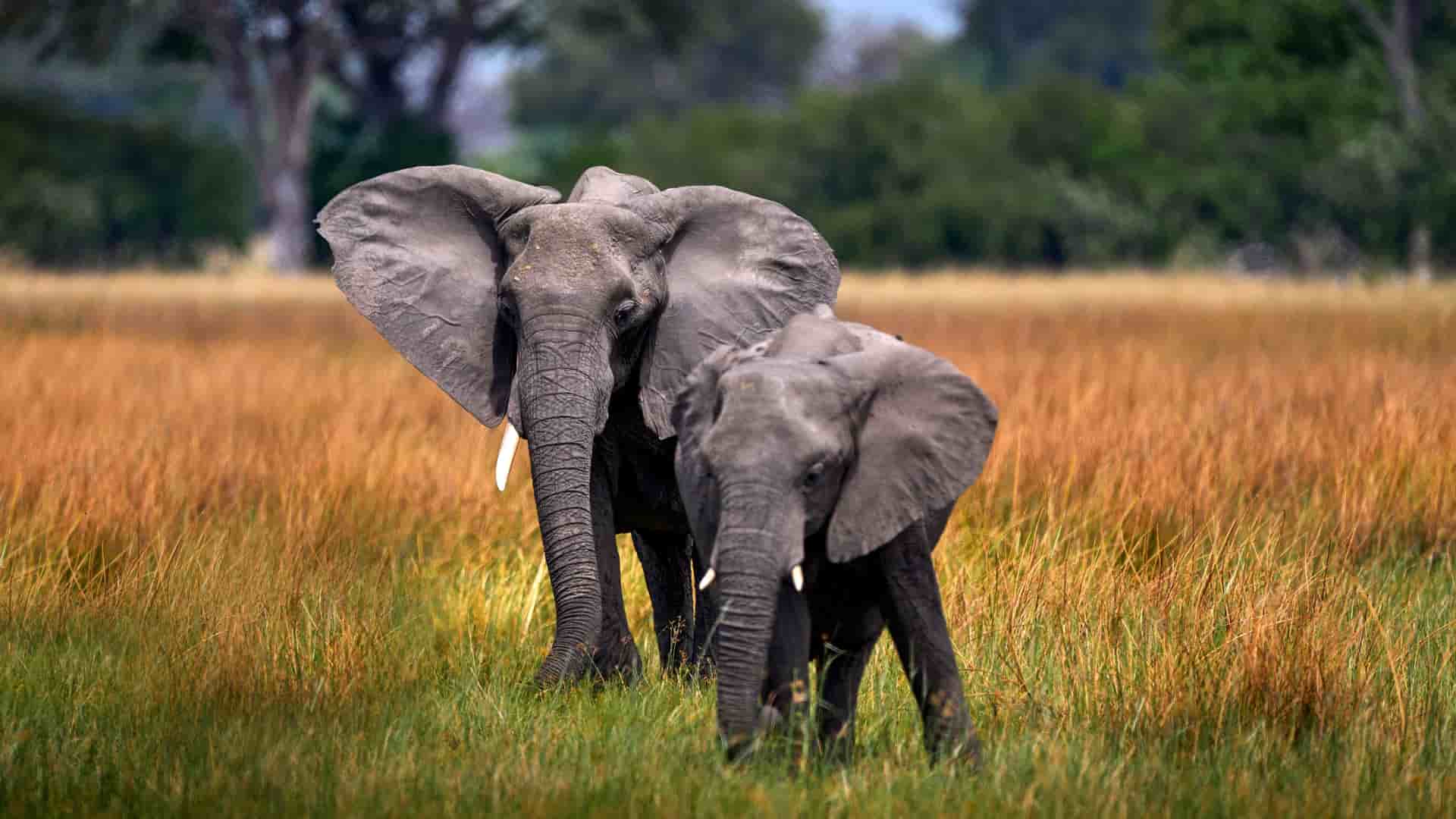 "A beautiful wildlife shot of a mother elephant and her calf walking through the tall, dry grass of the Okavango Delta in Botswana.  "