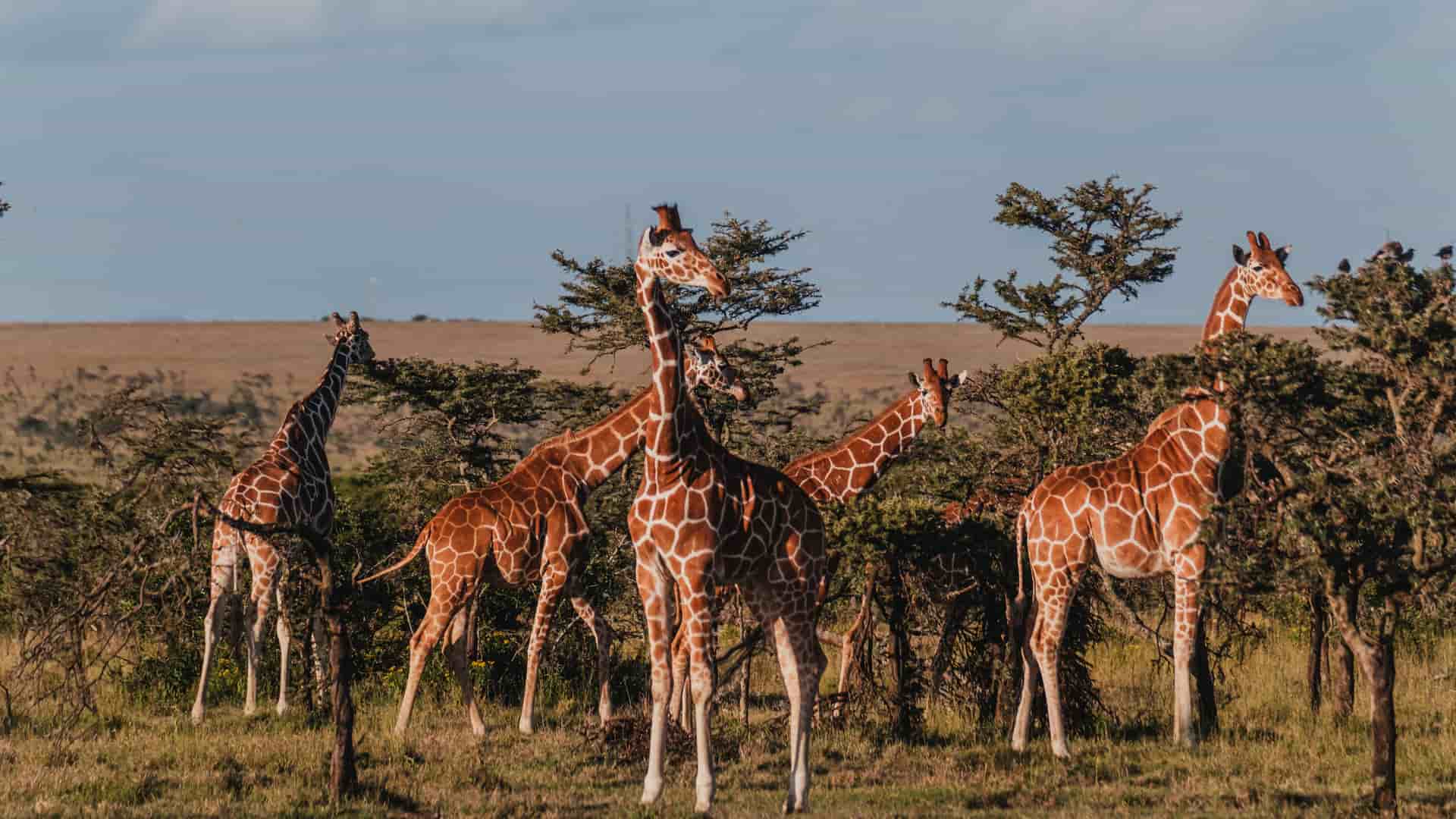 "A wildlife shot of a herd of Rothschild's giraffes with their distinctive patterns, standing among acacia trees in the Ol Pejeta Conservancy in Kenya.  "