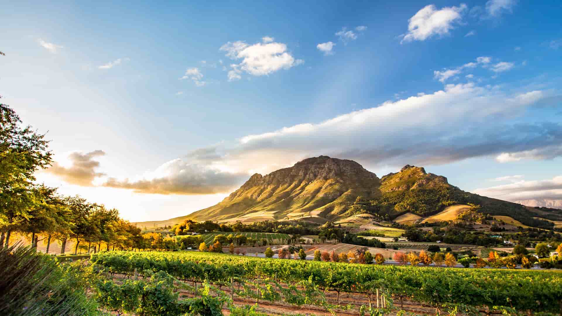"A scenic view of lush green vineyards with rows of grapevines, overlooking the dramatic mountains of the Stellenbosch winelands in South Africa at sunset.  "
