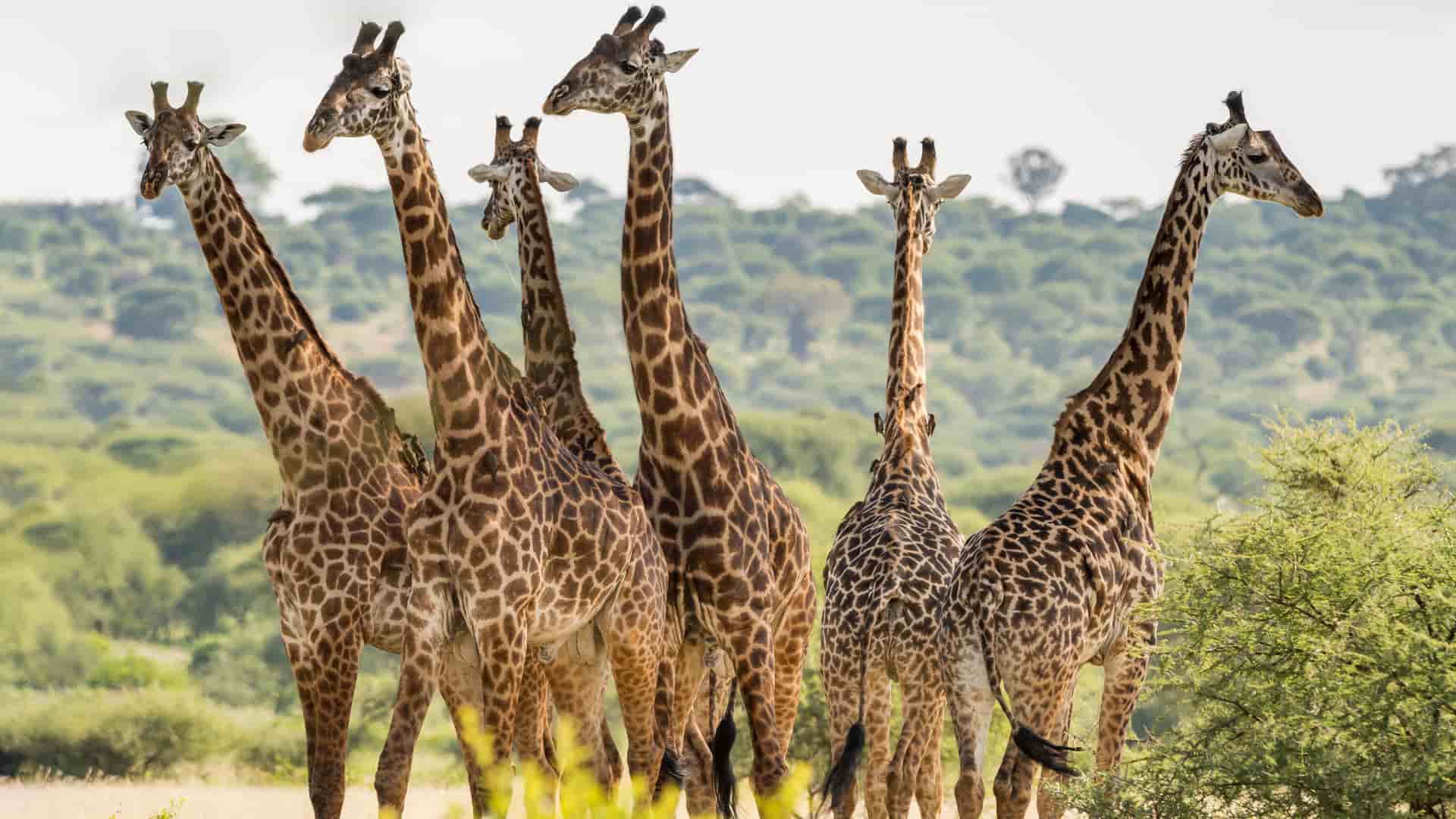 A group of six beautiful giraffes, with five facing forward and one with its back to the camera, standing together in the tall green savanna grass in Tarangire National Park, Tanzania, with a hill in the background.