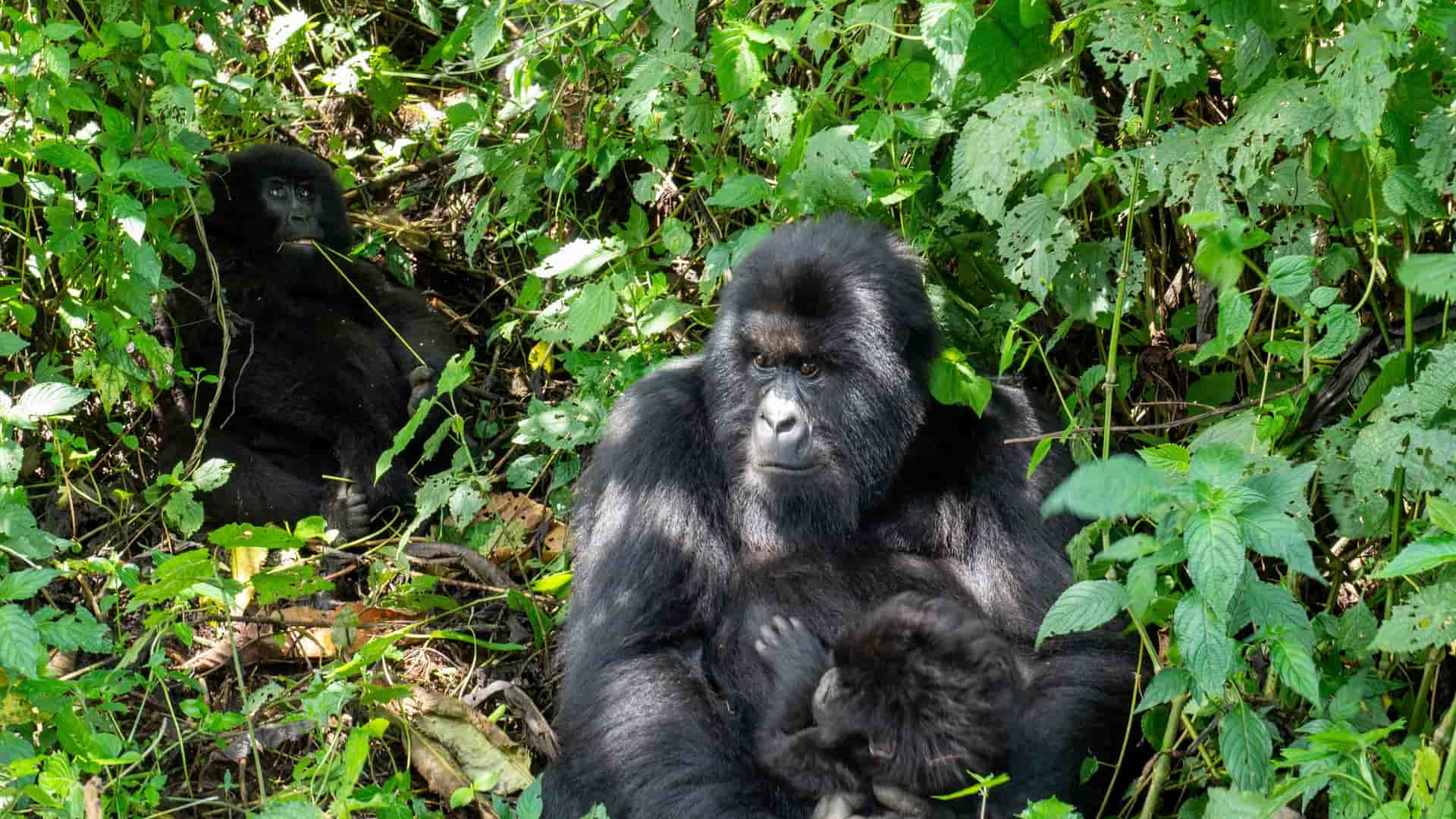 A large mountain gorilla and baby sit in dense green foliage, with another gorilla visible in the background shadows.