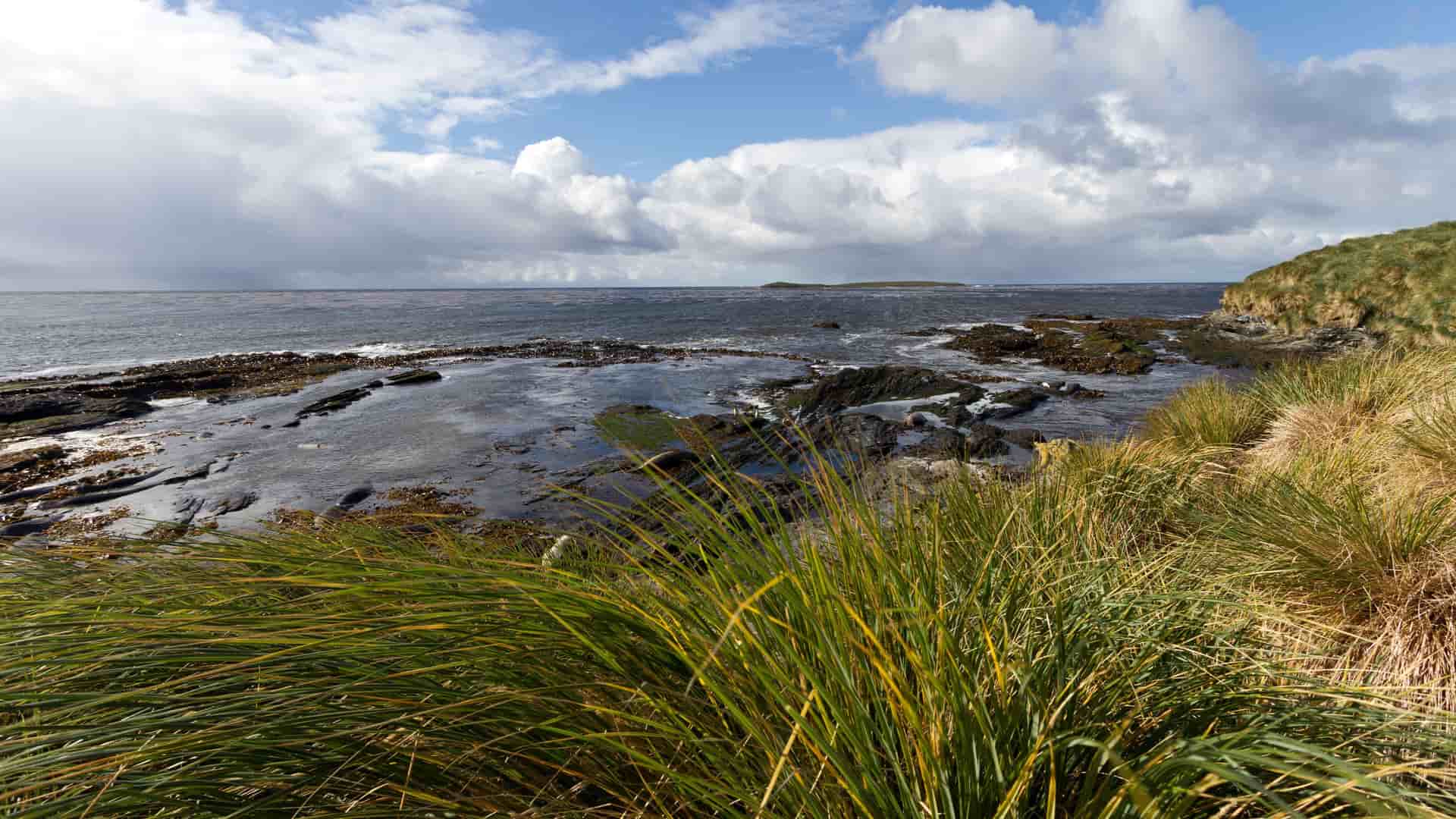 A rocky coastline on West Point Island in the Falkland Islands, with lush tussock grass in the foreground and a calm sea under a partly cloudy sky.
