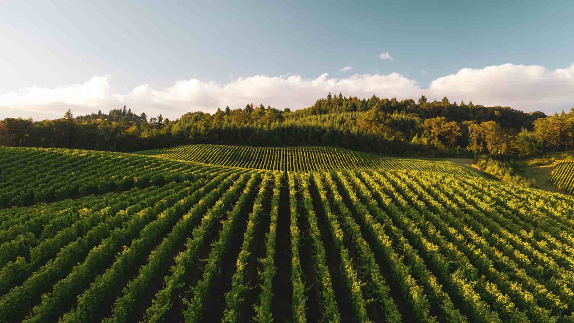 Overhead shot of a vibrant vineyard, showcasing rows of green grapevines on a Globus tour.