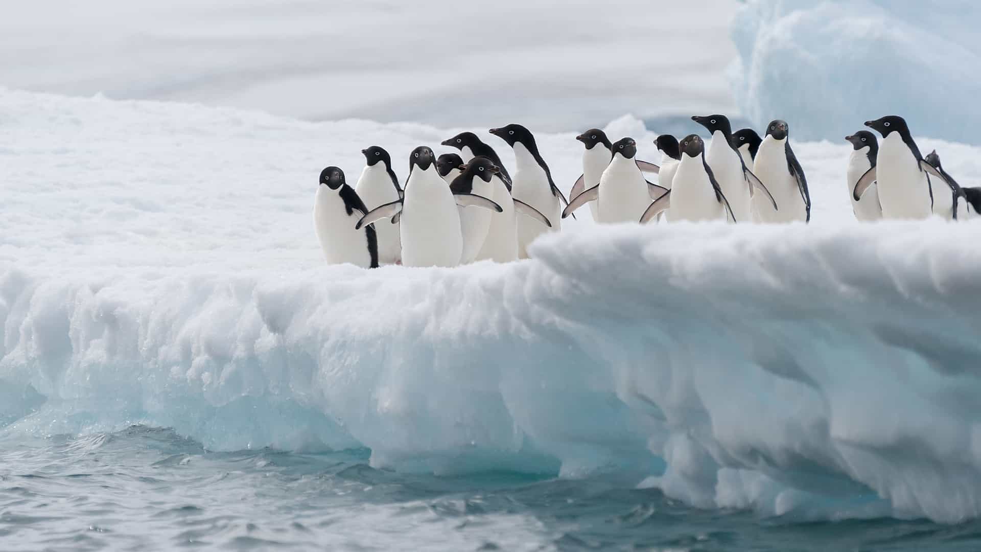 A large group of Adelie penguins huddles together on a massive iceberg in Antarctica. The penguins, with their black heads and backs and white fronts, are grouped closely, with some appearing to interact. The iceberg is a mix of white snow and blue-tinged ice, floating on the dark, choppy water of the Antarctic sea. The background is a vast, icy expanse, highlighting the harsh but beautiful environment of the Antarctic region.