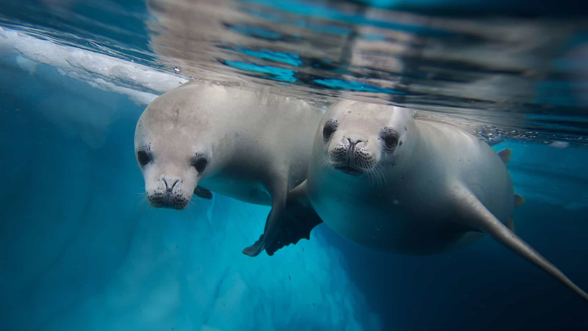 An enchanting underwater shot of two Antarctic Crabeater seals swimming near the surface. Their sleek, light-gray bodies are perfectly streamlined as they glide through the clear, turquoise-blue water. The reflection of the water's surface and the underside of an iceberg are visible above them. The seals look directly at the camera with their large, dark eyes, creating an intimate and captivating image of marine life in the icy waters of the Antarctic region.