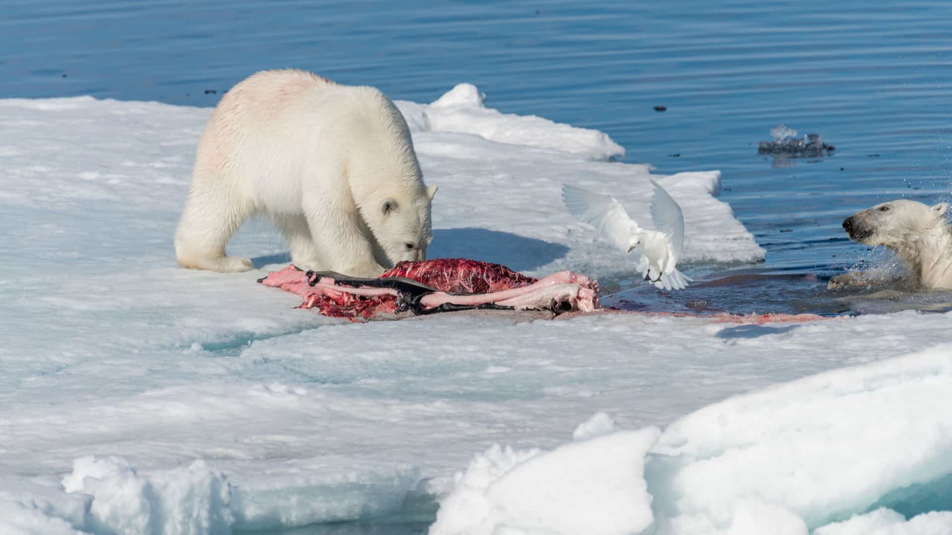Two polar bears, a mother and cub, on an ice floe in the Svalbard region of the Arctic Circle. The mother is hunched over a bloody carcass, likely a seal, feeding. The cub's head is visible in the water nearby, looking towards the mother. A small white bird, possibly an ivory gull, flies near the scene. The image captures the raw and powerful reality of hunting and survival in the harsh Arctic environment.