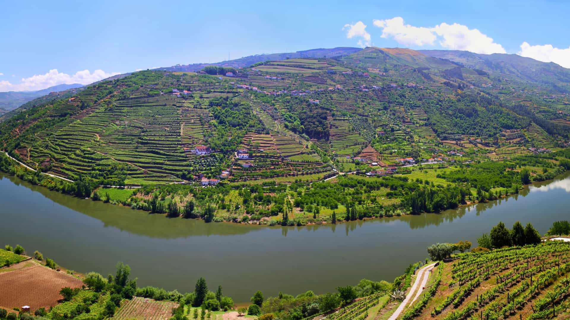 A panoramic view of the Douro River winding through terraced vineyards and green hills under a blue sky, showcasing the scenic beauty of the Douro Valley in Portugal, a popular destination for Avalon Waterways cruises.