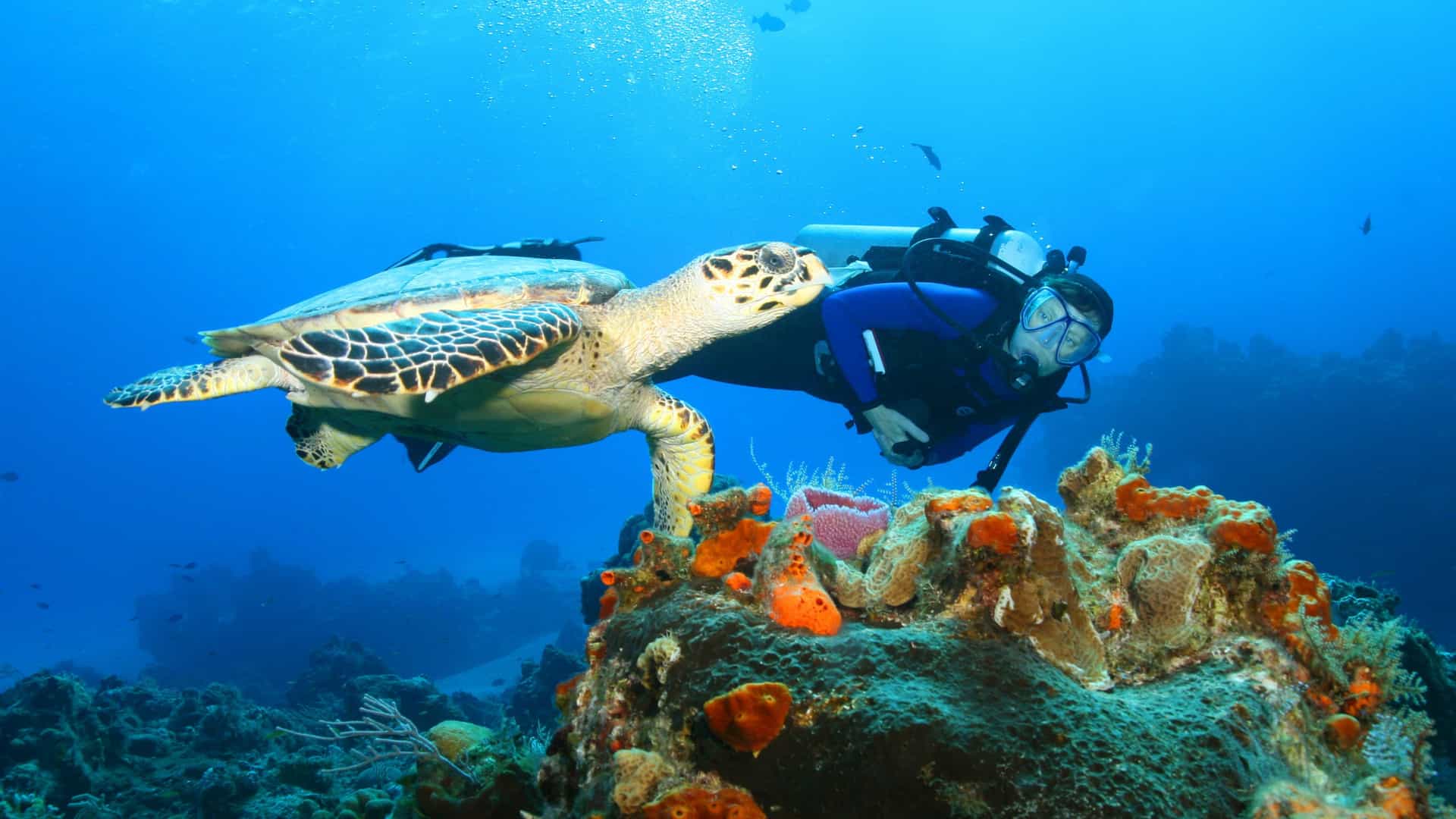 A scuba diver observing a sea turtle swimming near a vibrant coral reef in the clear blue waters of the Western Caribbean with Azamara Cruises.