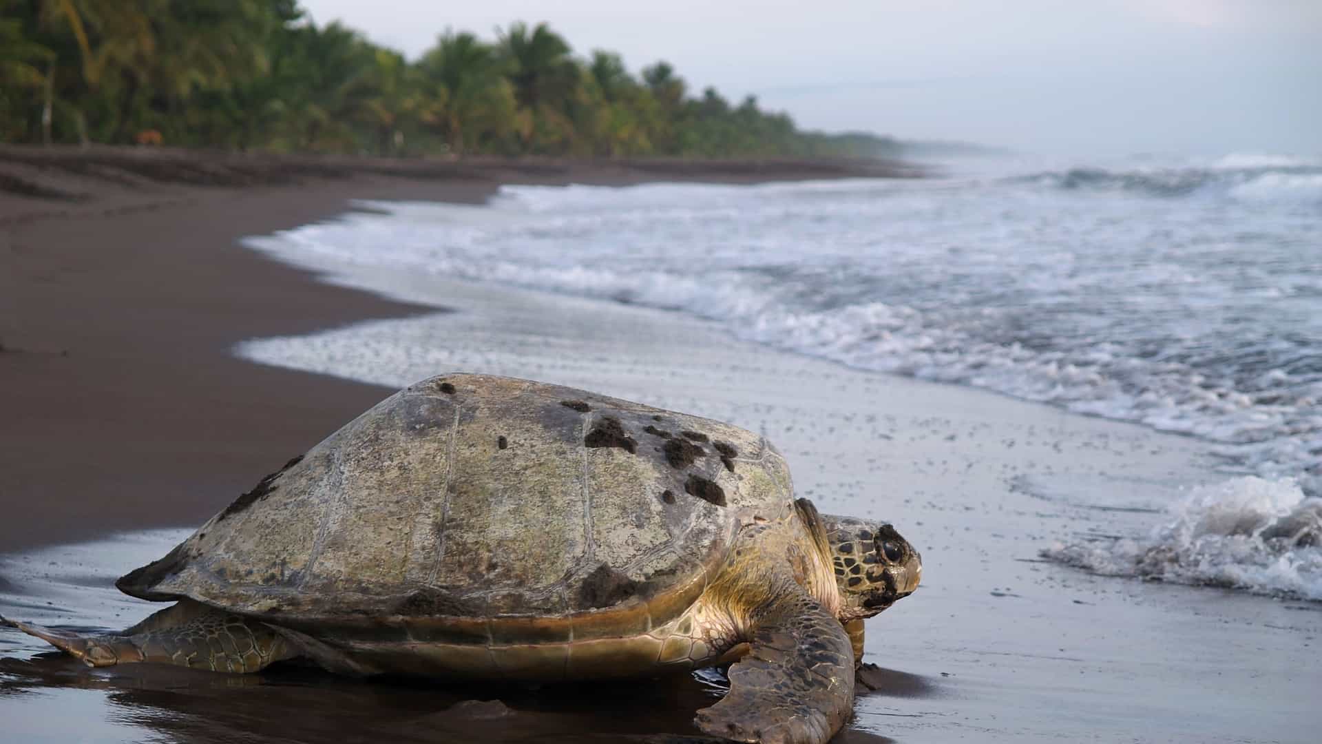 A large sea turtle, with a textured brown and green shell, is shown crawling on a dark, wet sand beach in Tortuguero National Park, Costa Rica. The turtle is moving toward the ocean, with the waves of the calm sea visible on the right. In the background, a line of palm trees stands at the edge of the beach. The hazy, overcast sky and calm waters create a peaceful atmosphere, highlighting the important wildlife conservation efforts in the Costa Rican region.