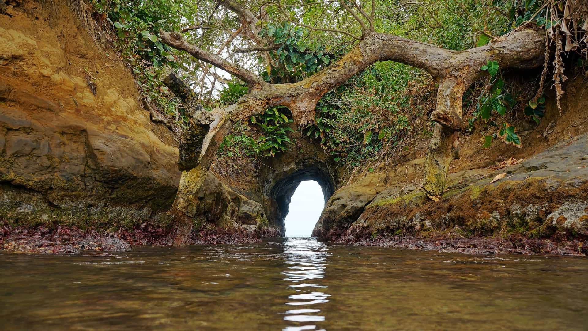 An image taken from the water's edge, looking through a small sea cave in the coastal region of Puerto Limón, Costa Rica. The cave is formed between two rocky outcrops covered in green plants and tropical foliage. A large, gnarled tree branch arches over the entrance of the cave. The water in the foreground is calm and reflective, leading to the small opening where a bright, white light is visible, suggesting the other side of the cave. The image captures the serene and hidden beauty of the Costa Rican coast.
