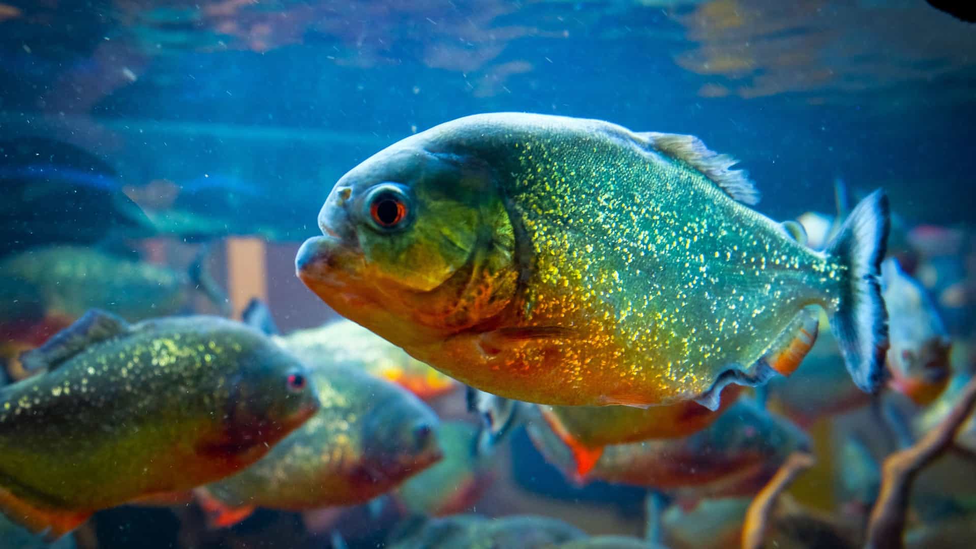 A close-up side-view of a sharp-toothed piranha fish, a predatory freshwater species, which is representative of the South American aquatic life displayed in the Oceanic Aquarium in Balneário Camboriú, Brazil.