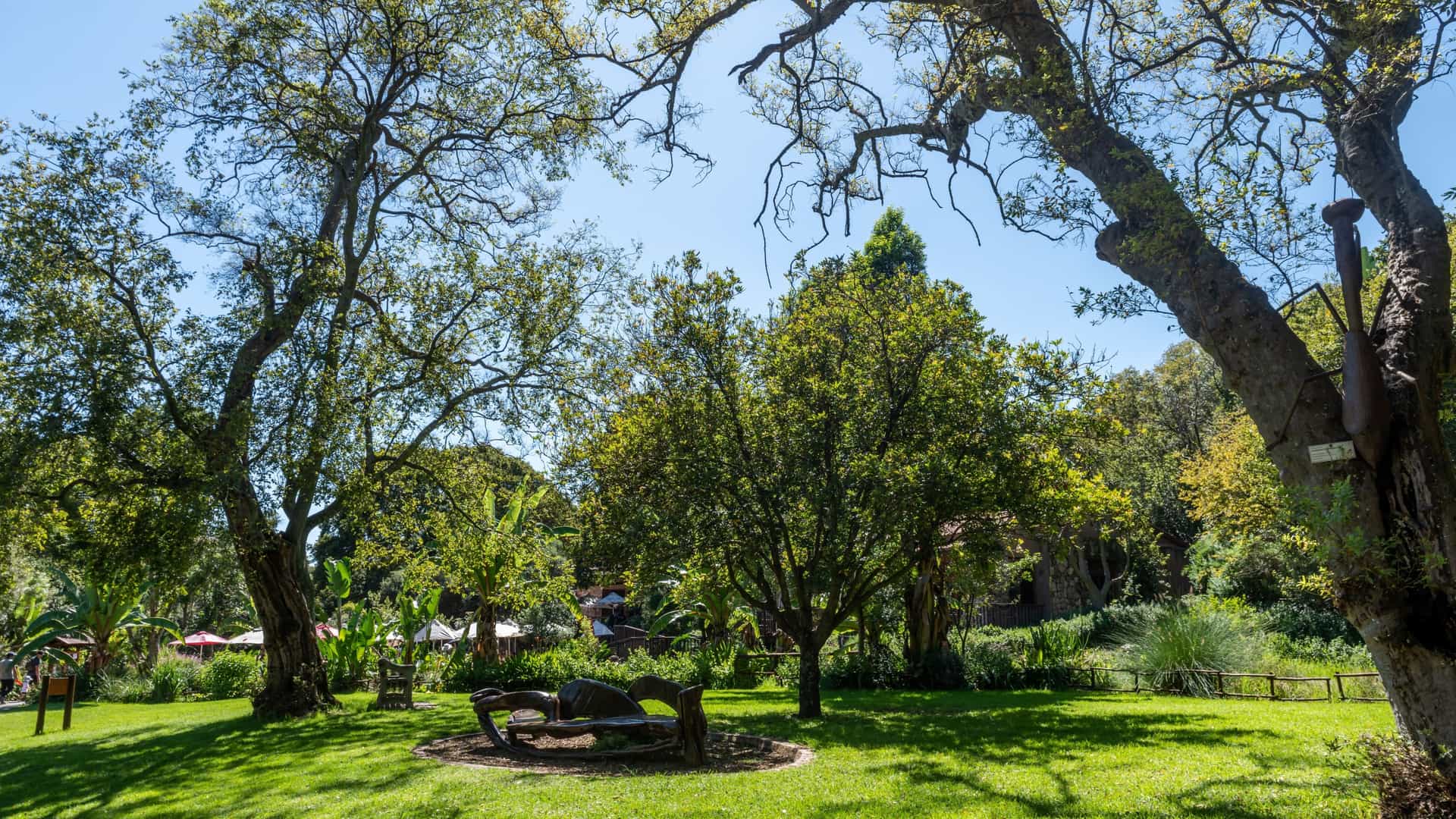 A peaceful, sunny scene in the Walter Sisulu National Botanical Garden in Johannesburg, South Africa. A well-manicured green lawn slopes gently down toward a calm pond or lake. On the far side of the water, a dense line of trees forms the garden's boundary against the backdrop of distant, low, tree-covered hills under a clear blue sky.