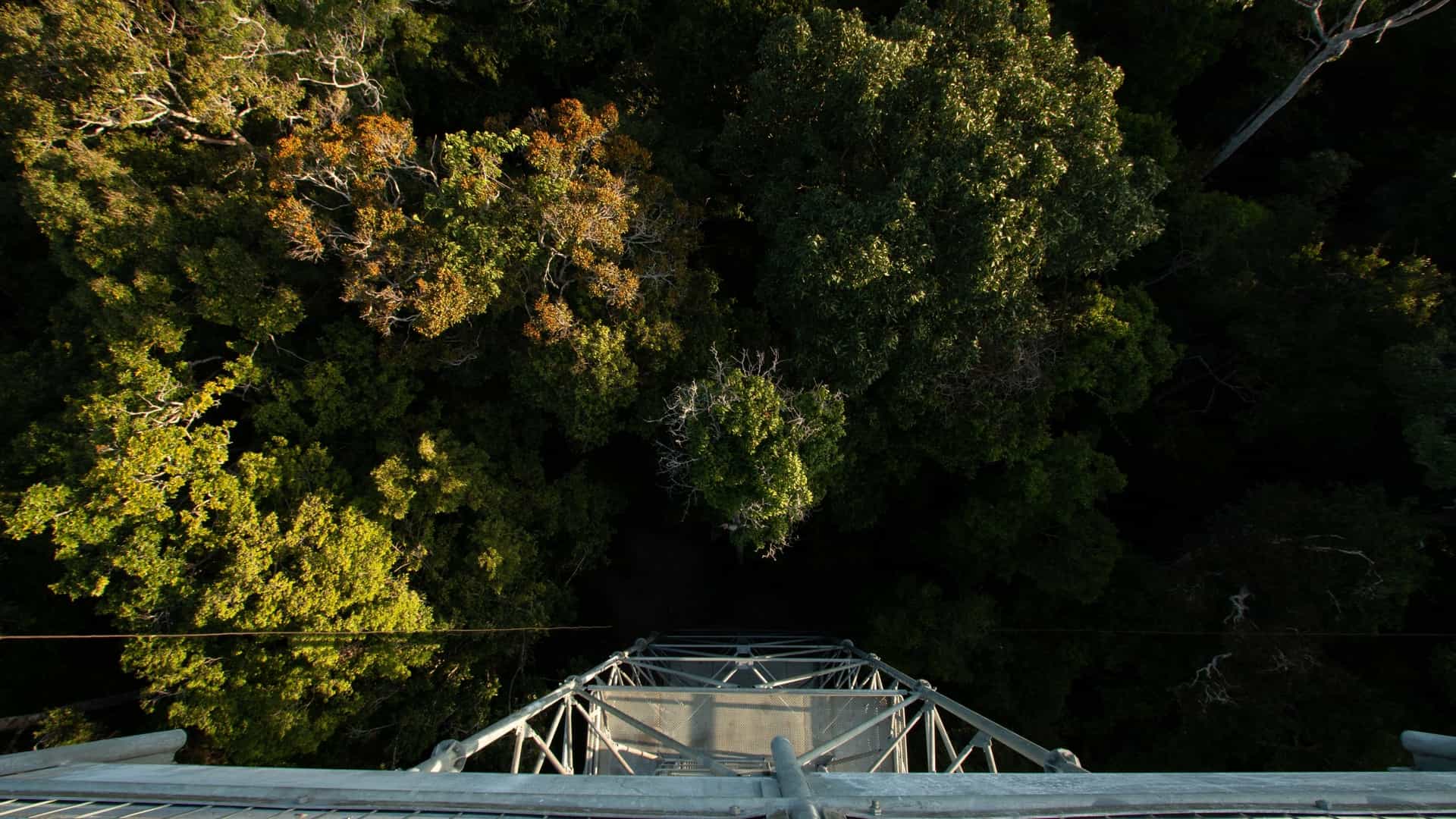 An upward view of the tall, black steel observation tower, known as the 'Museu da Torre,' rising dramatically above the lush, dense green canopy of the Amazon rainforest at the MUSA (Museu da Amazônia) botanical garden in Manaus, Brazil.