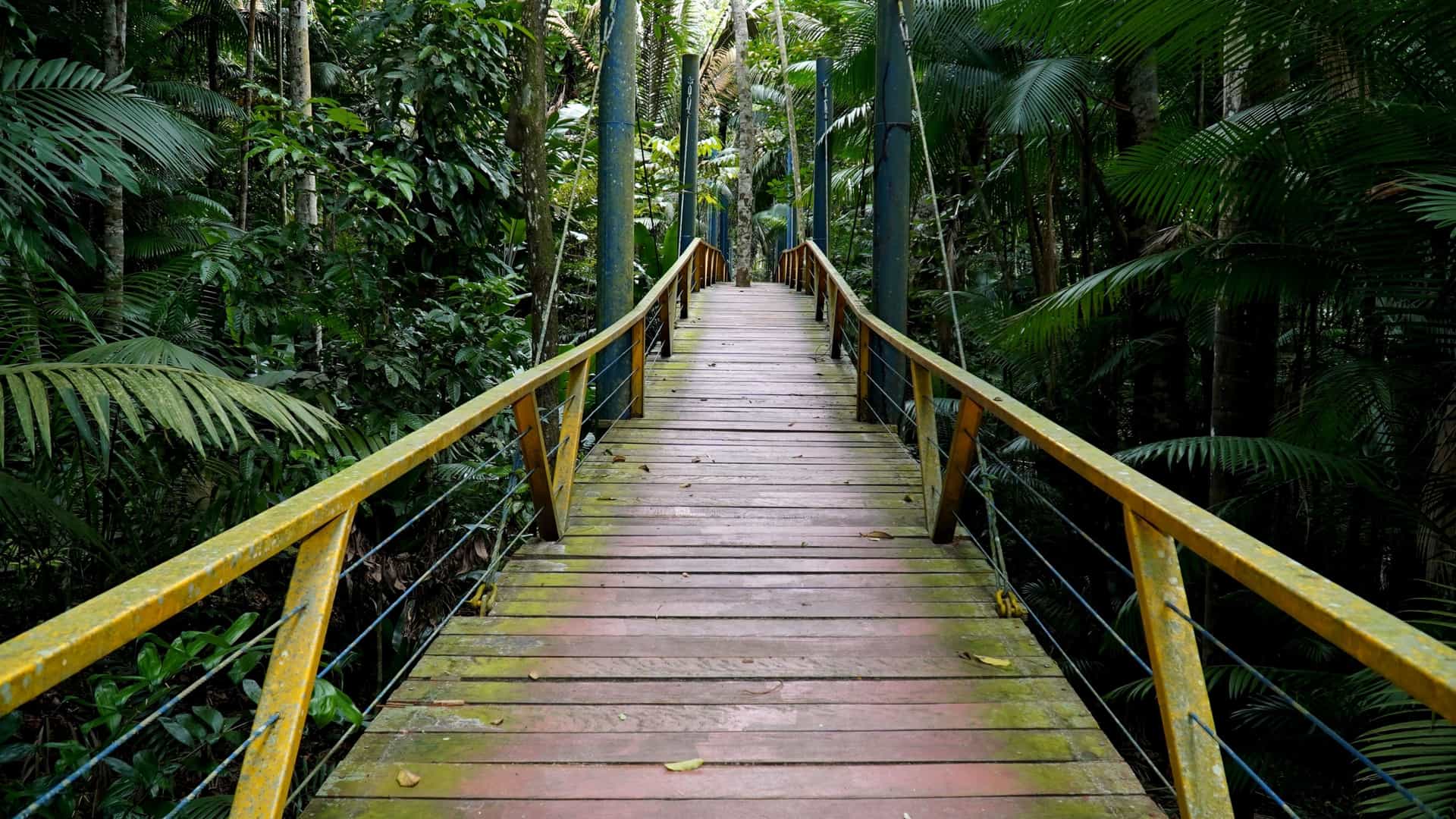 A view of a wooden elevated walkway supported by tall stilts, crossing a wetland or swampy area, likely used for nature observation.