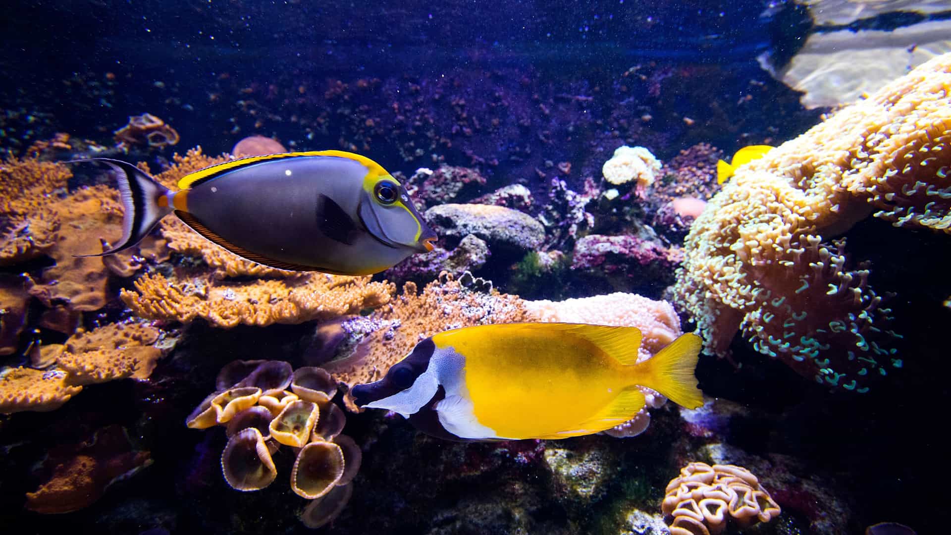 A close-up underwater photo of two vibrant tropical fish swimming over a coral reef. The top fish is a gray and yellow surgeonfish, and the bottom fish is a bright yellow Foxface rabbitfish, offering a glimpse of the rich aquatic life you can Discover aquatic life at the Aquarium Medellín (Parque Explora).