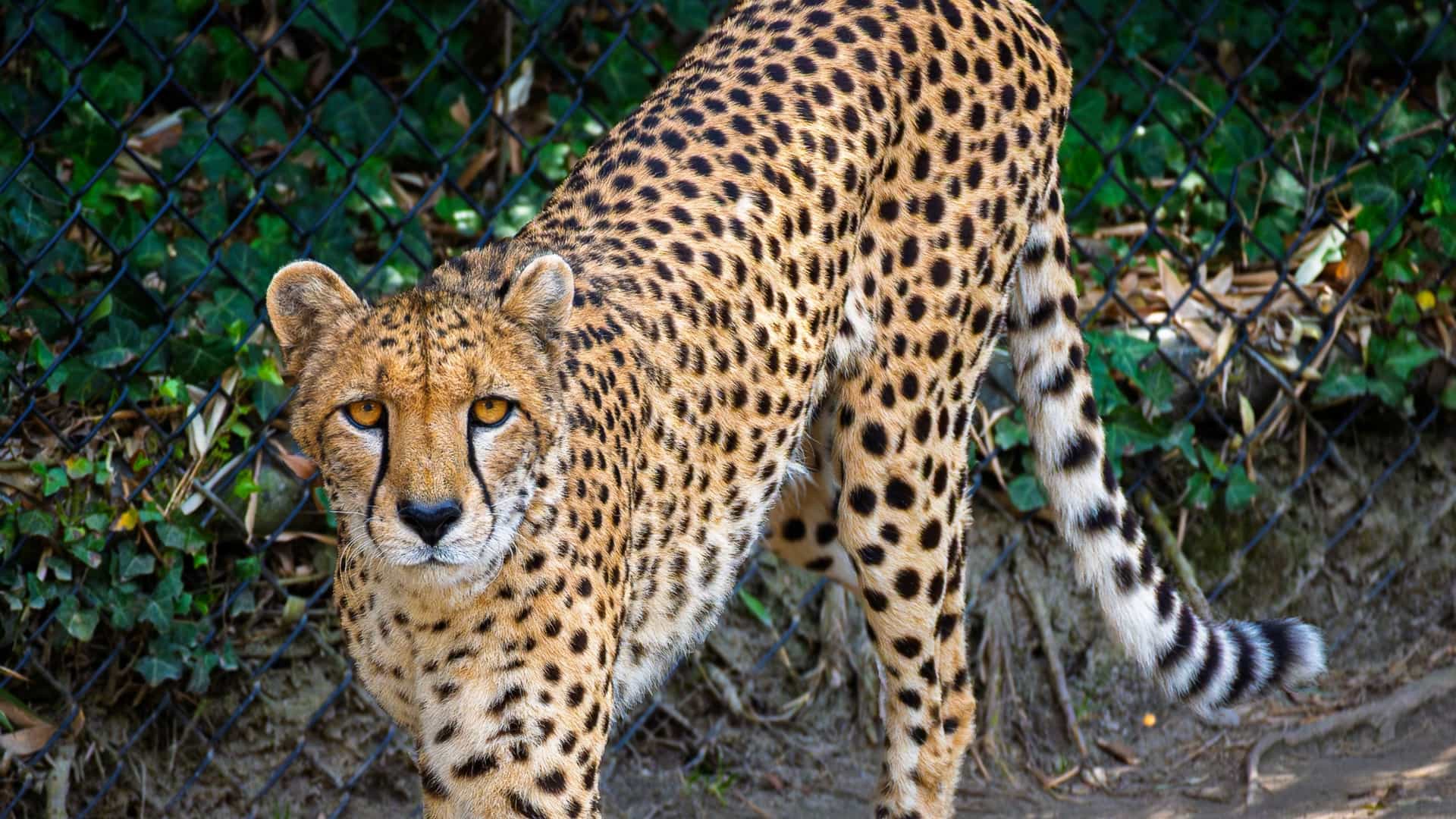 A close up portrait of a cheetah at the Virginia Zoo. The cheetah is looking directly at the camera, showing its distinct black tear marks from its eyes down to its mouth. Its spotted, tan fur is clearly visible.