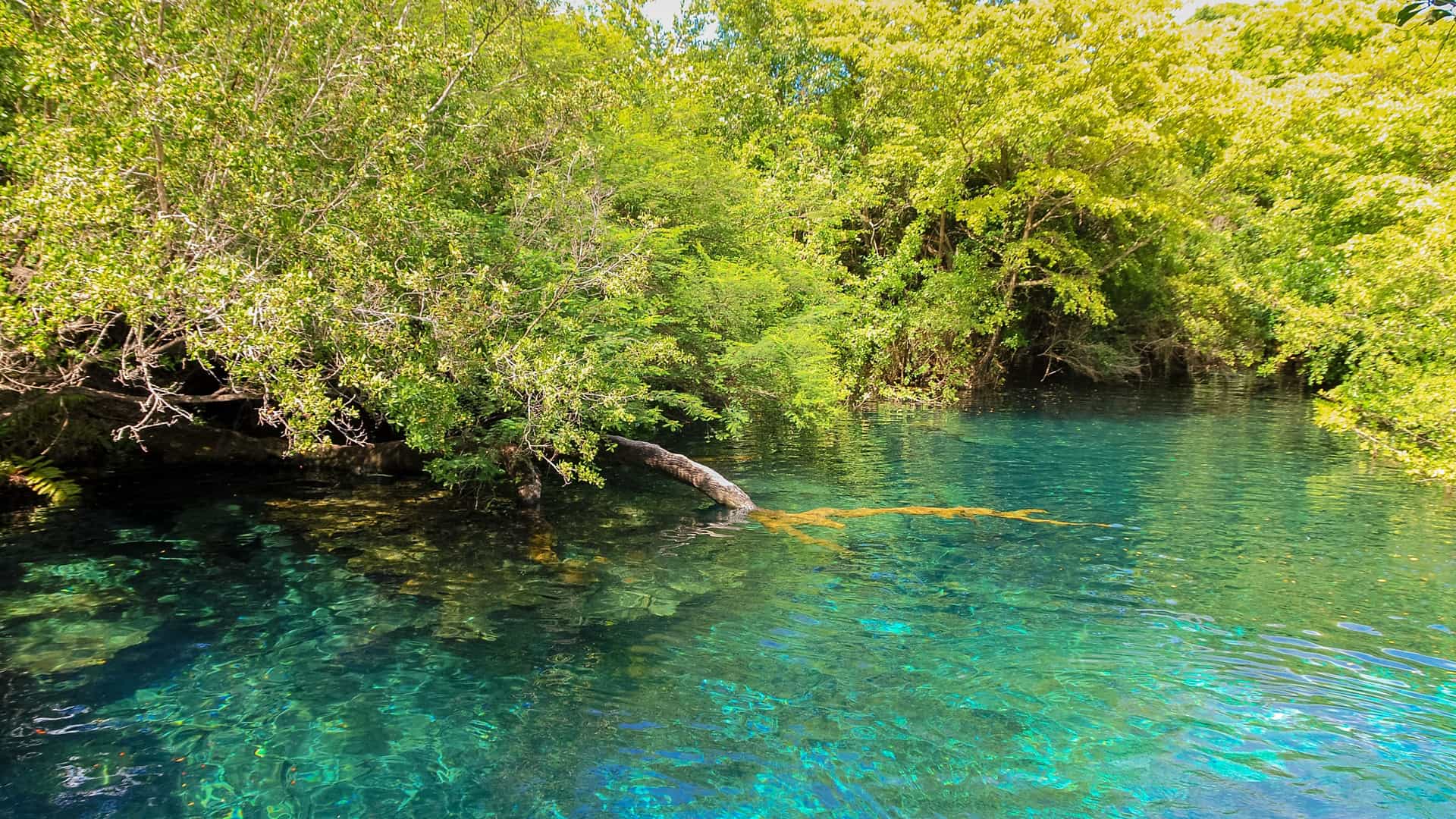 An eye-level photograph capturing a tropical, spring-fed lagoon at the Indigenous Eyes Ecological Park and Reserve. The water is startlingly clear, showing deep blue and turquoise colors, and reflects the surrounding dense, green forest and vegetation that lines the pool's edges.
