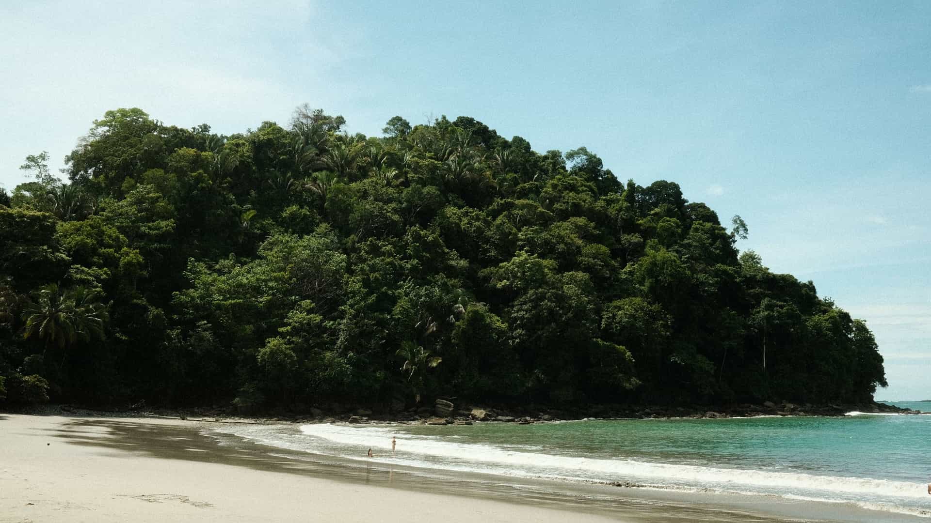 A scenic view of a pristine beach, likely Playa Manuel Antonio inside the Manuel Antonio National Park, Costa Rica. The sheltered cove features soft, golden-white sand and calm, turquoise-blue water. The beach is dramatically bordered by dense, vibrant green tropical rainforest that spills down to the sand, giving the area an untouched, wild appearance.