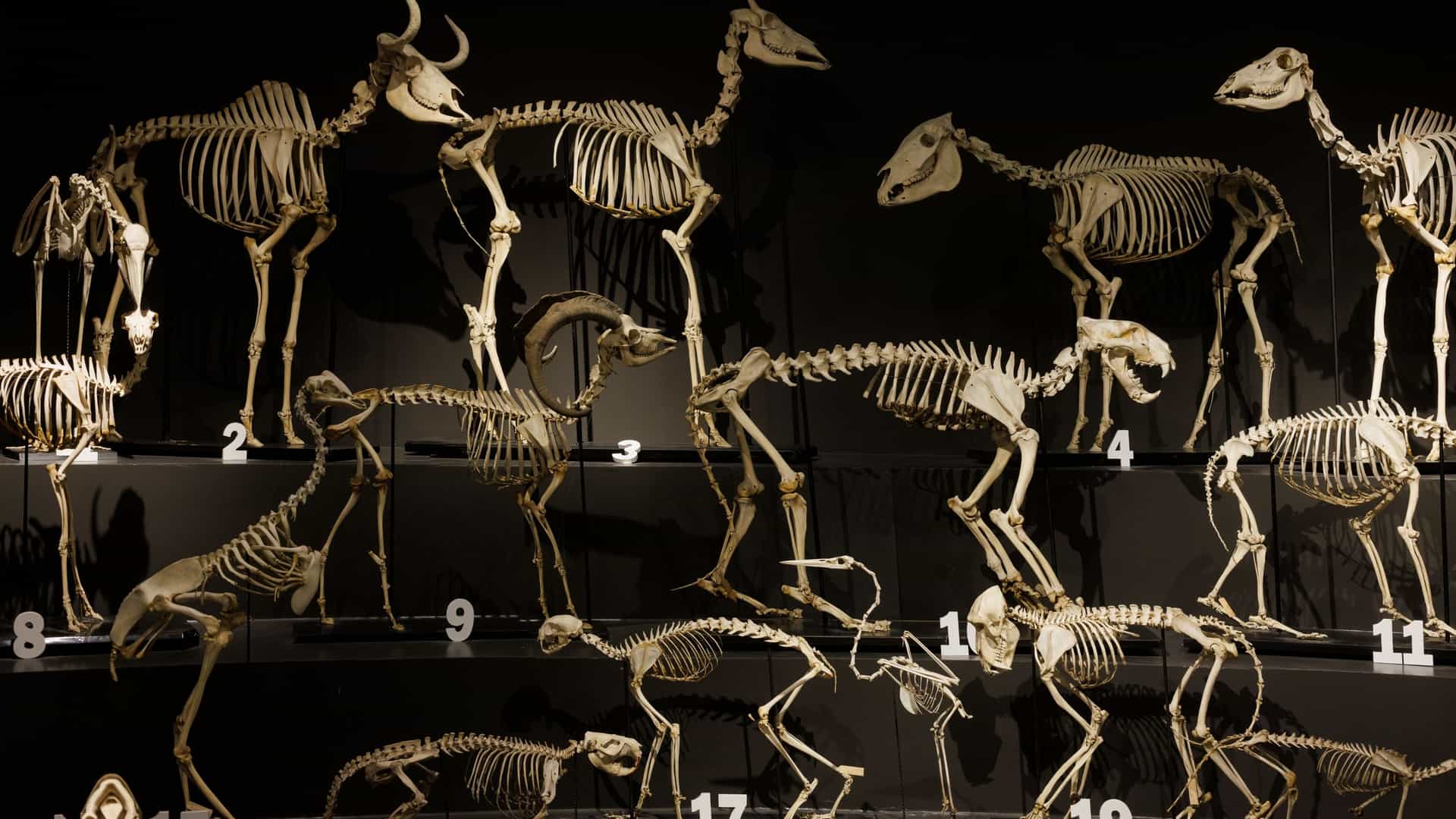  A museum display featuring a collection of mounted animal skeletons of various species, including a large marine mammal (potentially a whale or sperm whale) skeleton suspended from the ceiling. Other skeletal exhibits of terrestrial and marine animals are visible in the background, showcasing the osteological collection at the Civic Museum of Natural History in Trieste, Italy.