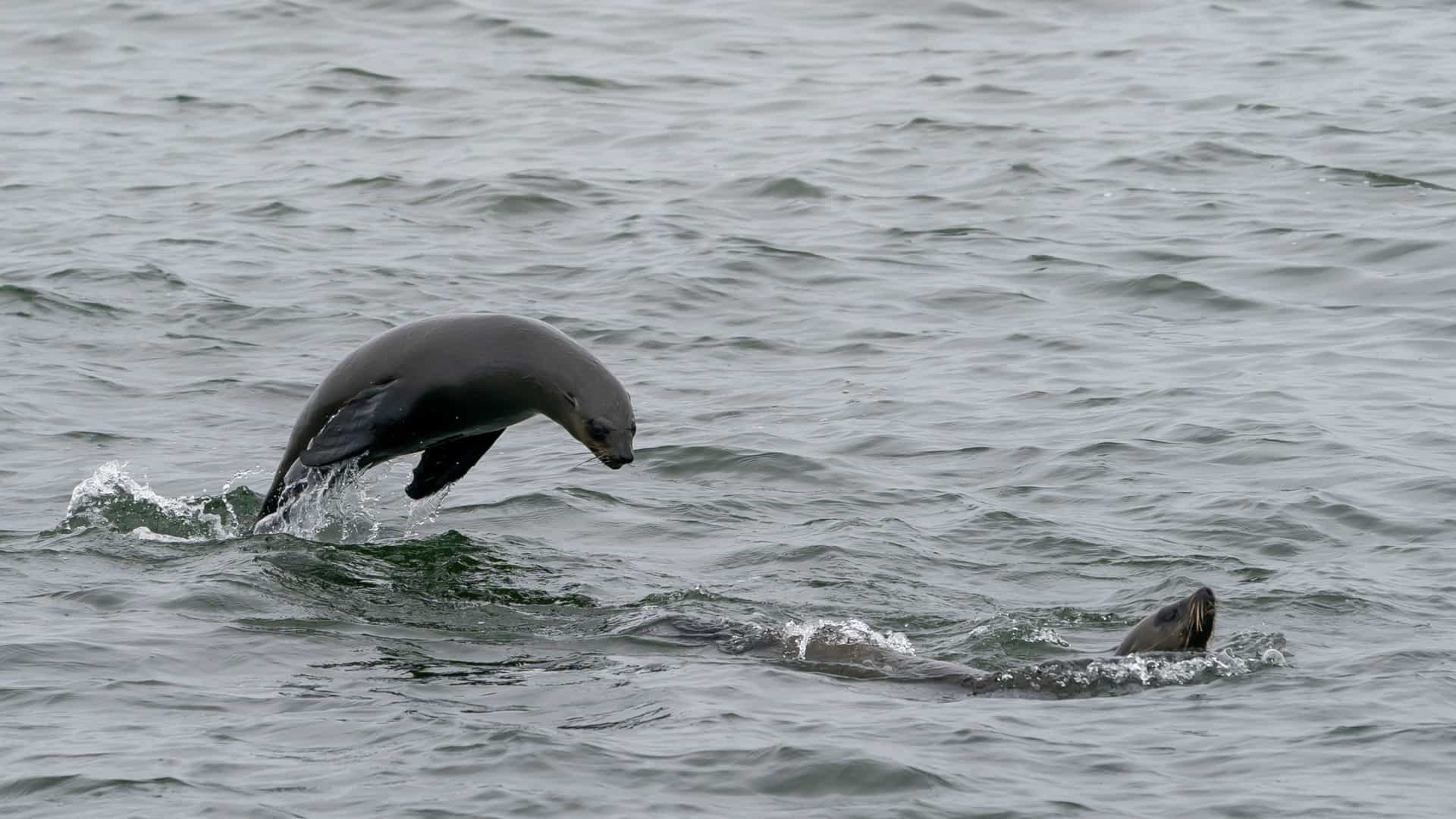  A close up portrait of a Cape Fur Seal (Arctocephalus pusillus), commonly found in the colony at Walvis Bay, Namibia. The seal's dark fur and wet head are visible, suggesting it is either on the beach or just coming out of the water.