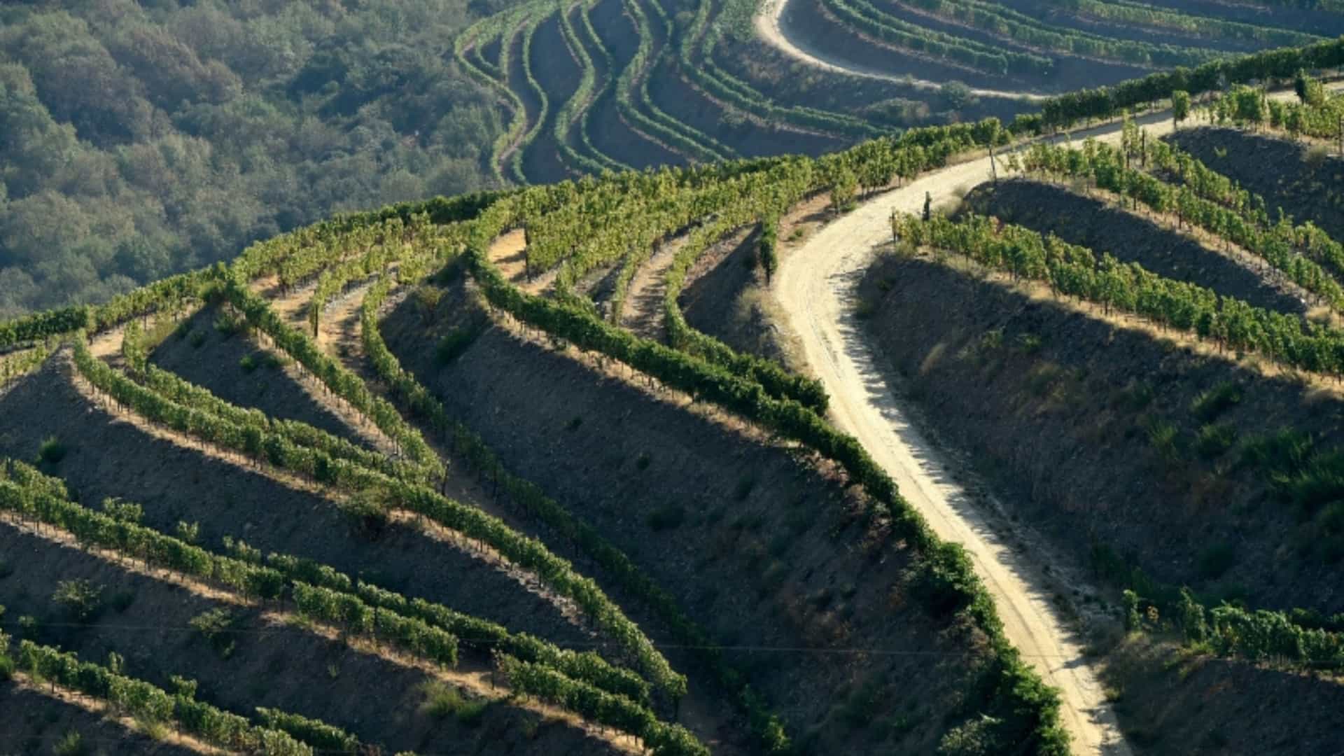 A striking aerial view of the terraced vineyards in the Douro Valley, Portugal. A winding, dirt road cuts through the steep, hilly landscape. The vineyards are planted in neat, curved rows that follow the contours of the terrain, creating a beautiful and intricate pattern of green vines and brown soil. The image captures the unique viticultural landscape of the Douro region, famous for its wine production.