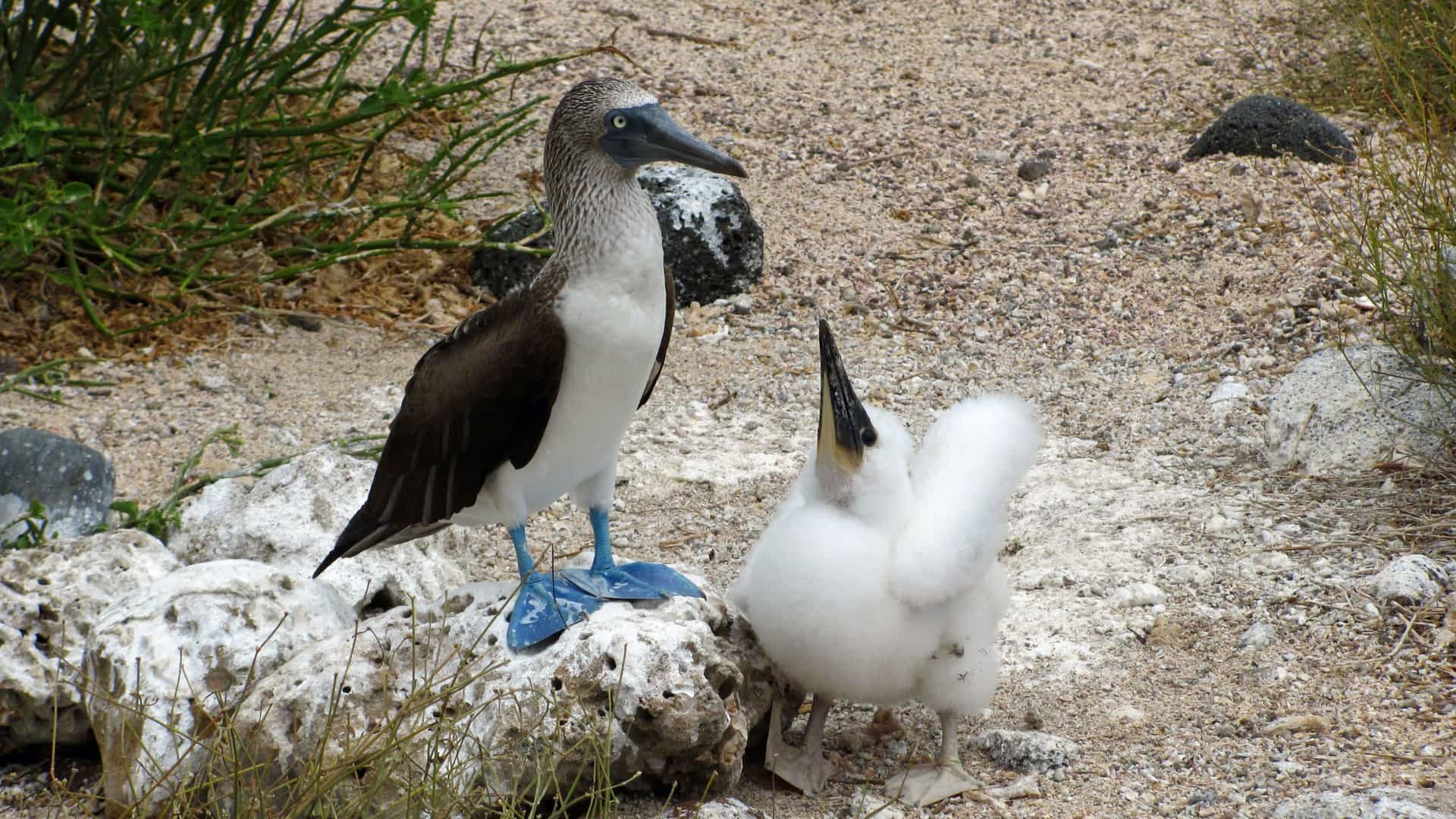 An image of a Blue-footed Booby and its fluffy chick on the ground in the Galapagos Islands. The adult bird, with its distinctive bright blue feet and speckled blue beak, stands on a white rock. Its body is covered in white and dark brown feathers. The chick, a round ball of pure white fluff, stands next to the adult with its beak pointed upward, likely a feeding behavior. The ground is a mix of light-colored dirt and small rocks, with some green shrubs visible. The scene captures the unique wildlife found in the Galapagos region.