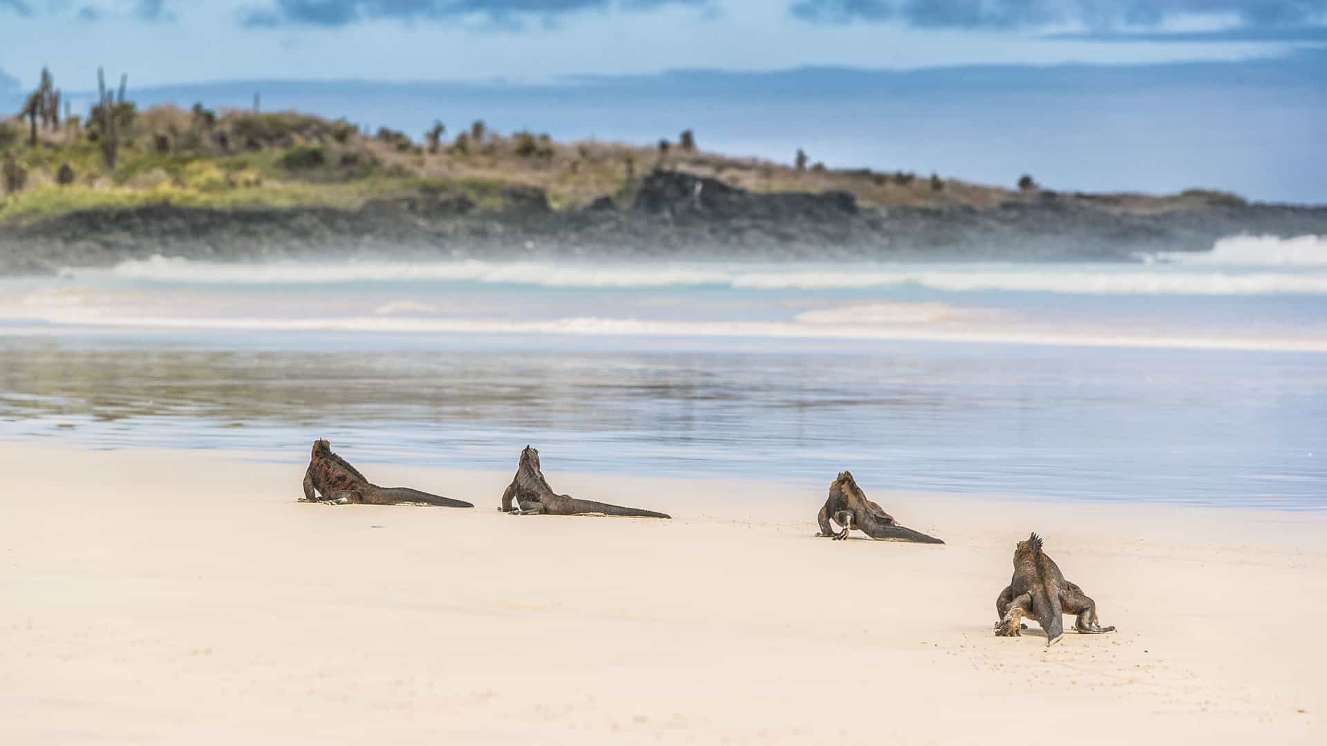 Four marine iguanas are seen basking on the white sandy beach of Tortuga Bay in the Galapagos Islands. The iguanas are a dark gray-brown, and are spread out on the sand, facing the water. The beach is wide and flat, leading to the calm, clear, turquoise water. In the distance, the shoreline is rocky with some green vegetation. The sky is partly cloudy with patches of blue. The image captures the unique wildlife and serene coastal landscape of the Galapagos region.