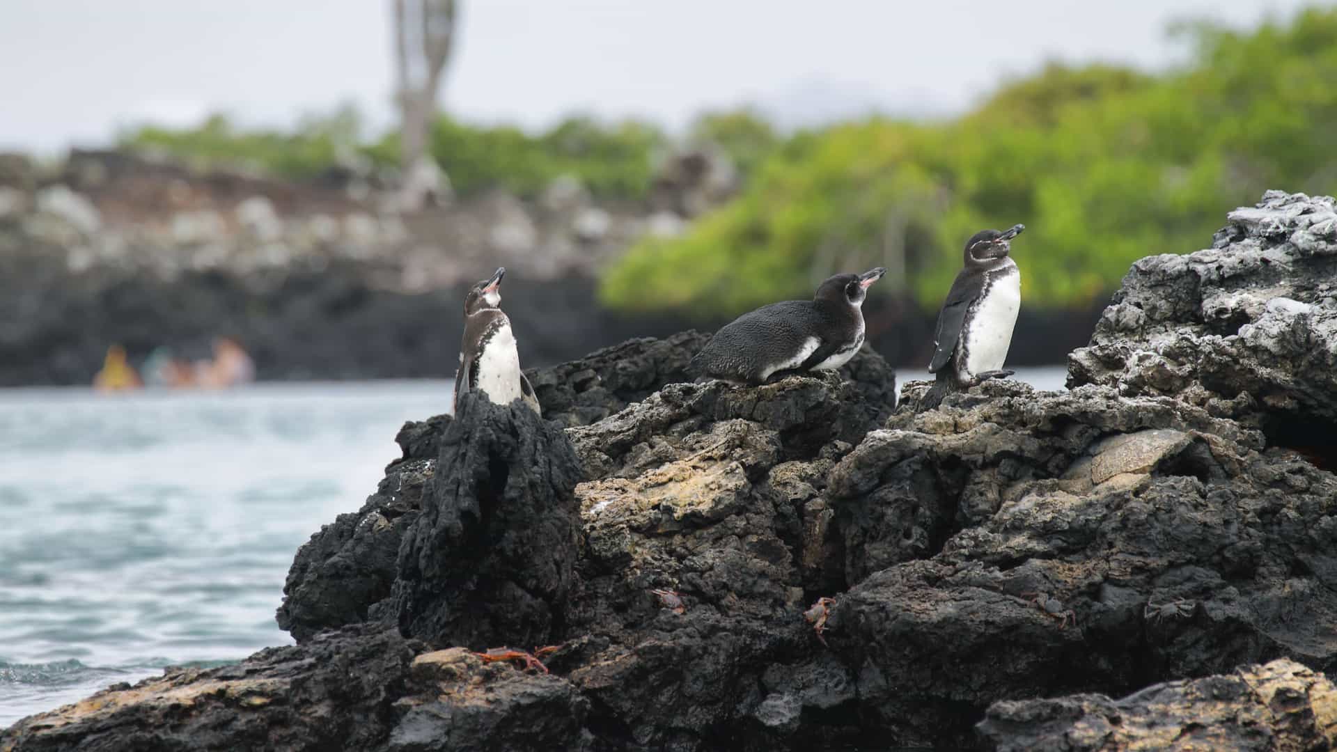 A group of three Galapagos penguins perched on a dark, volcanic rock formation on Fernandina Island. The penguins, with their small bodies and dark heads, are seen from a distance, with one on the left looking up and another in the center lying down. The volcanic rock is covered in white spots, possibly from bird droppings. In the background, there is water, followed by green vegetation and a sparse volcanic landscape, with a blurry outline of people in the far distance. This image showcases the unique and rare wildlife found in the Galapagos Islands region.