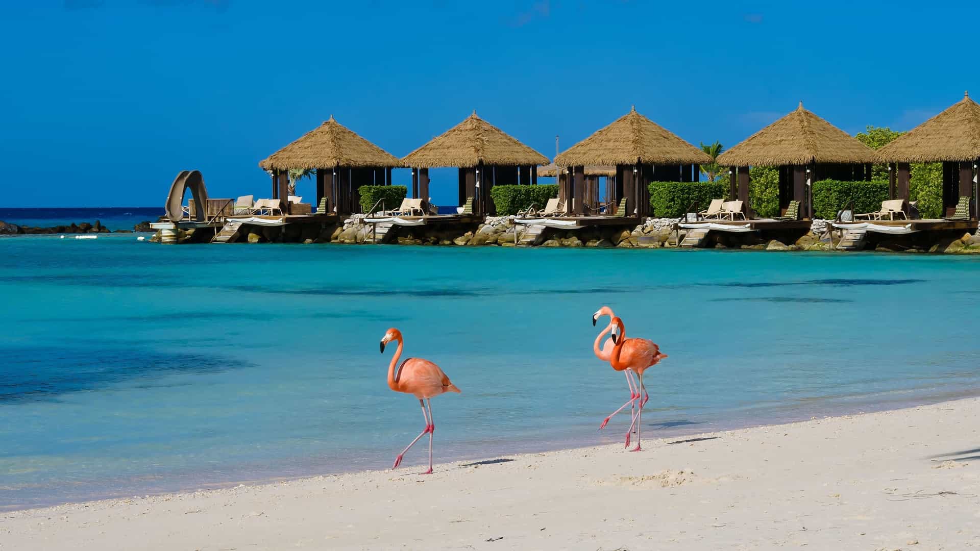Two beautiful pink flamingos standing on a white sand beach with turquoise water in Aruba, with overwater bungalows in the background.