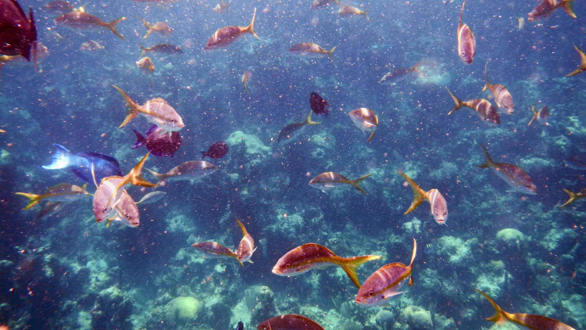 A vibrant underwater scene with a large school of tropical fish swimming over a colorful coral reef in the clear, blue waters of the Bahamas.