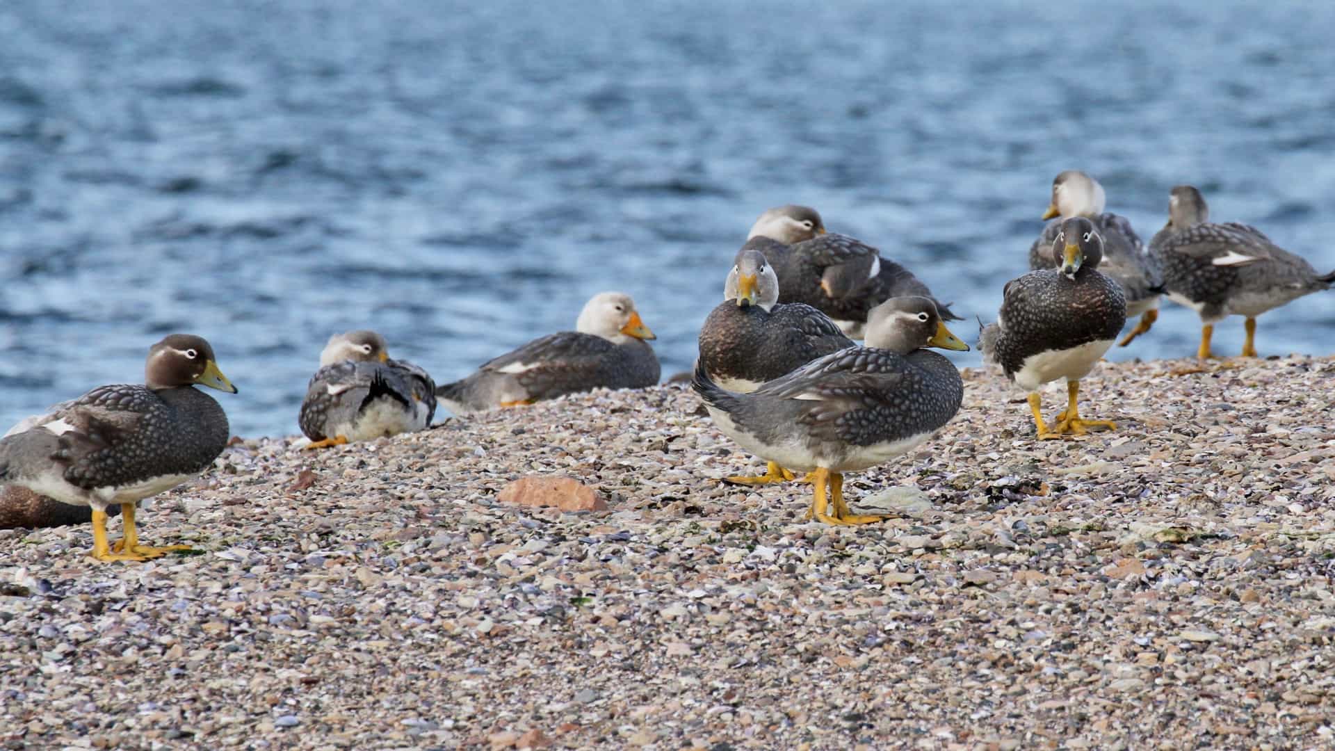A group of Fuegian steamer ducks, recognizable by their white and grey mottled plumage and bright yellow feet, resting on a pebbled beach with the ocean in the background.